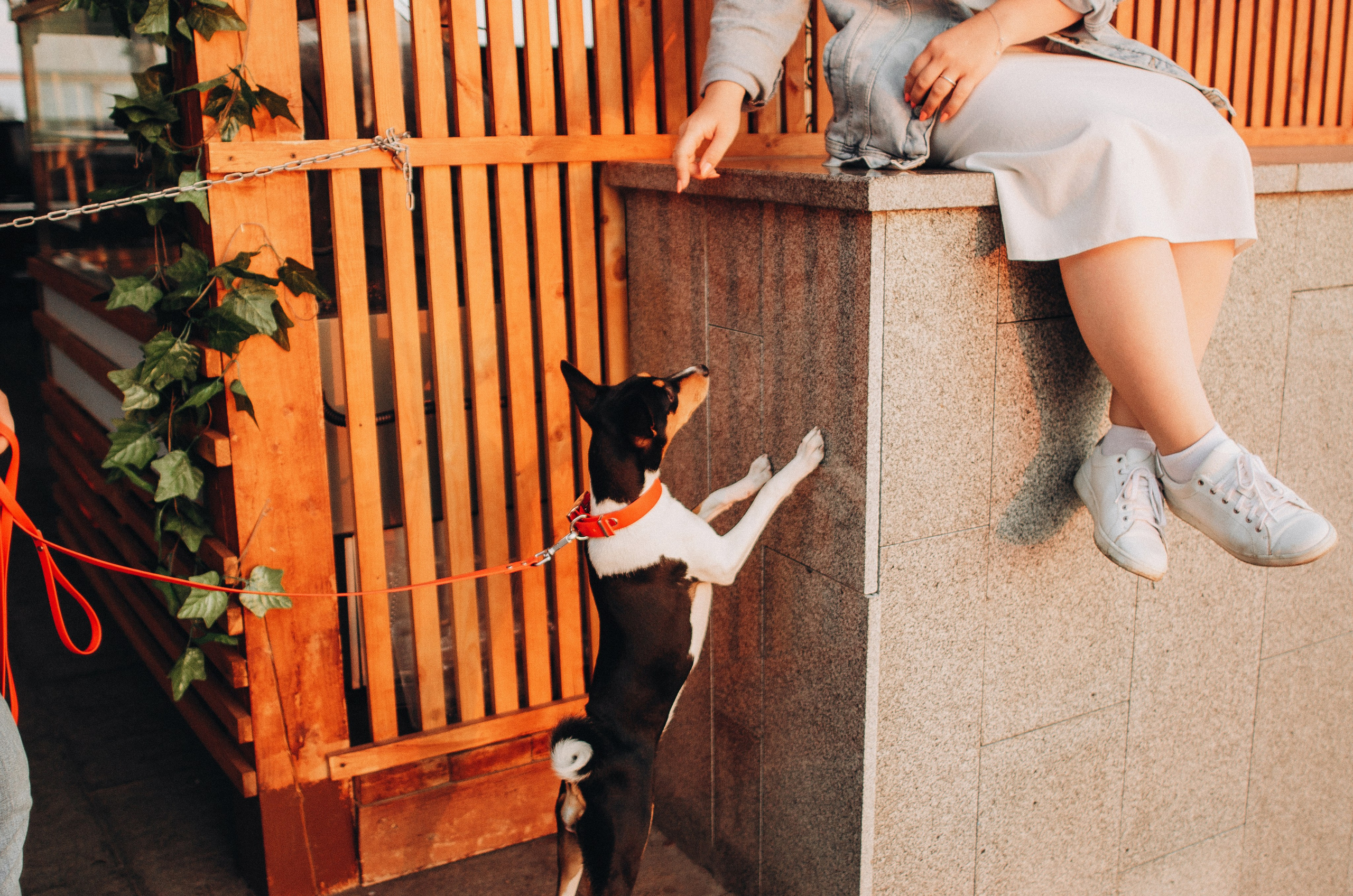 Лена, Никита и Эсма. Фотограф-анималист Богданова Полина