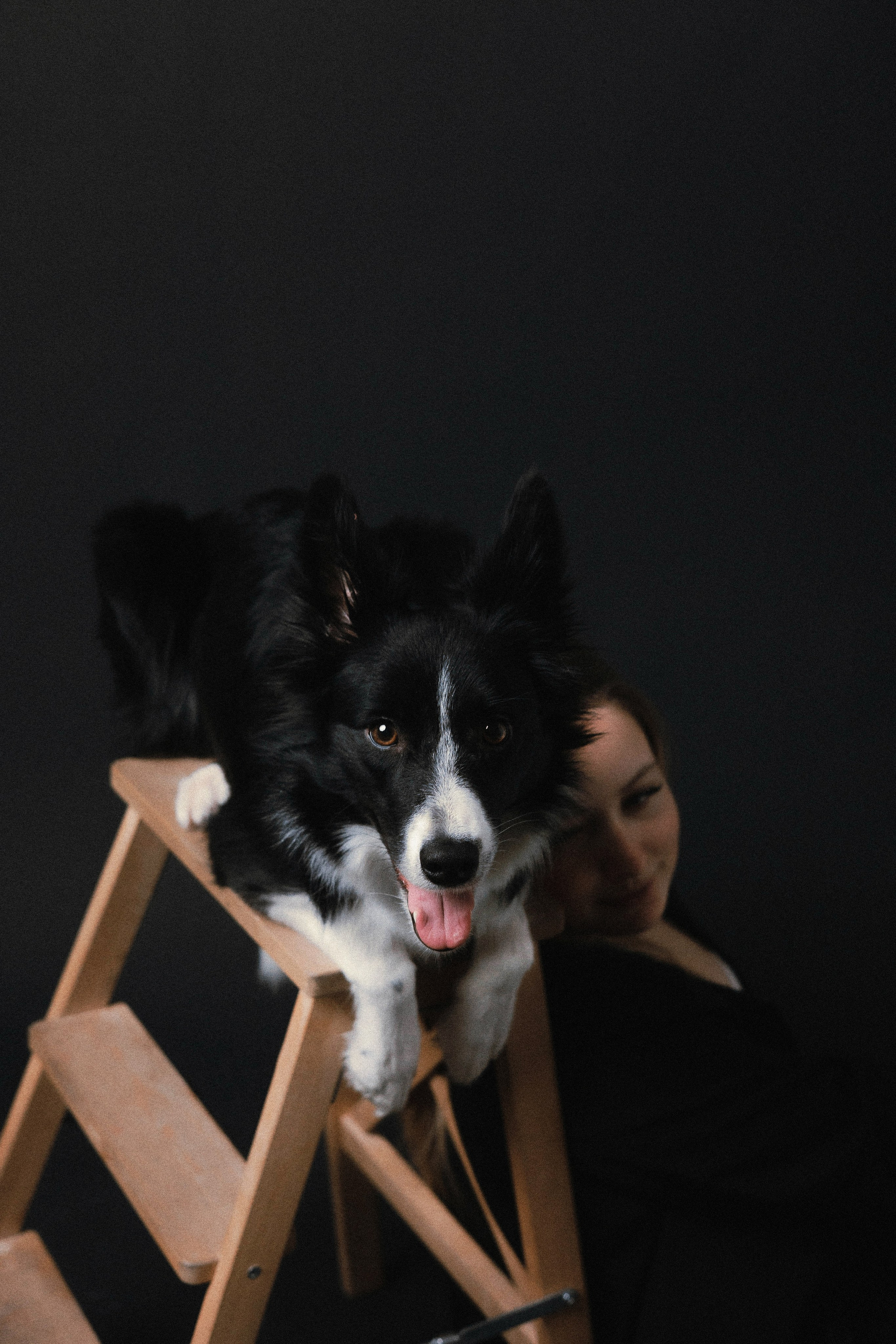 Даша, Дже и Рива. Фотограф-анималист Богданова Полина