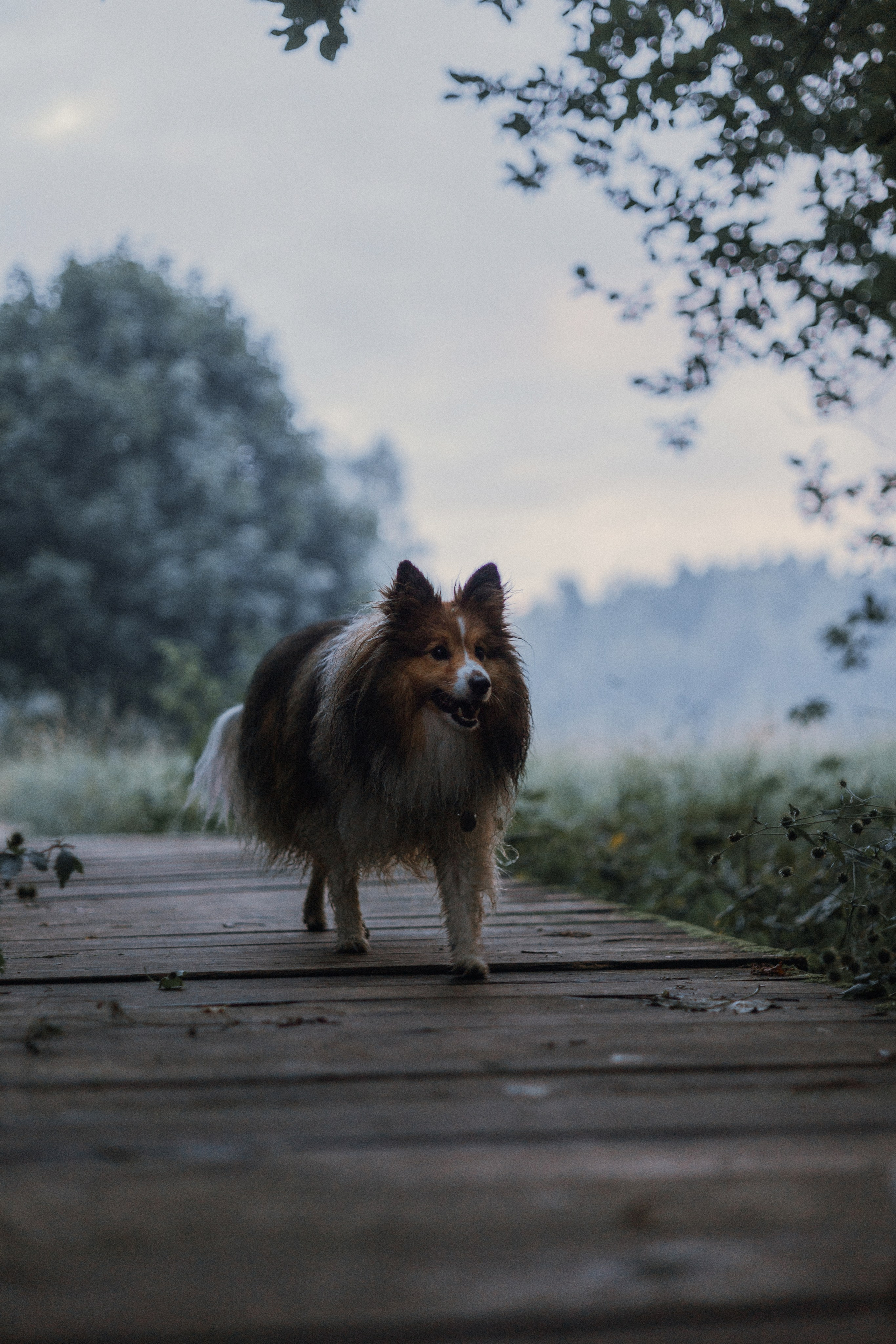 Аня и Скай. Фотограф-анималист Богданова Полина
