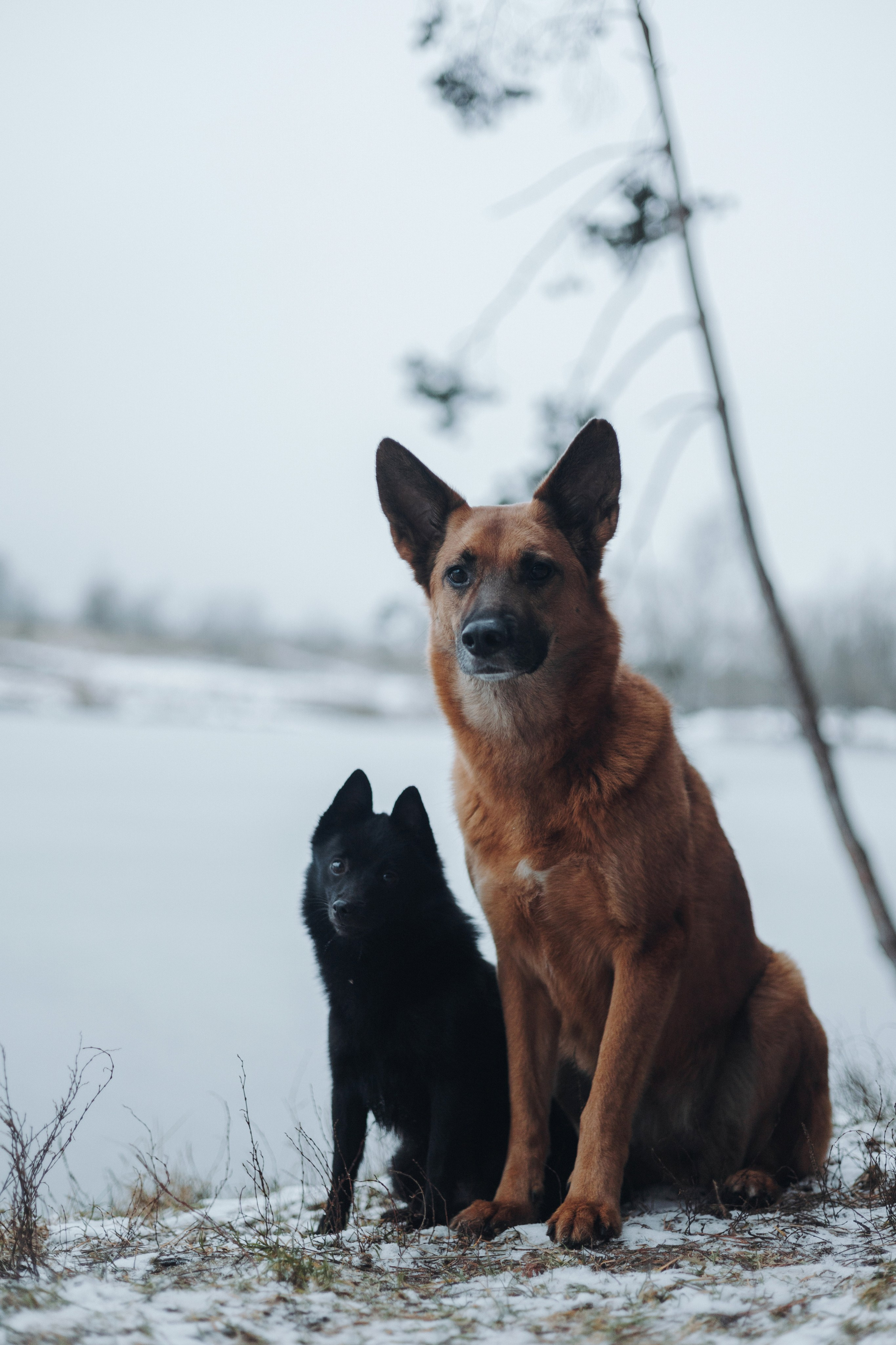 Юля, Лара и Йоми. Фотограф-анималист Богданова Полина