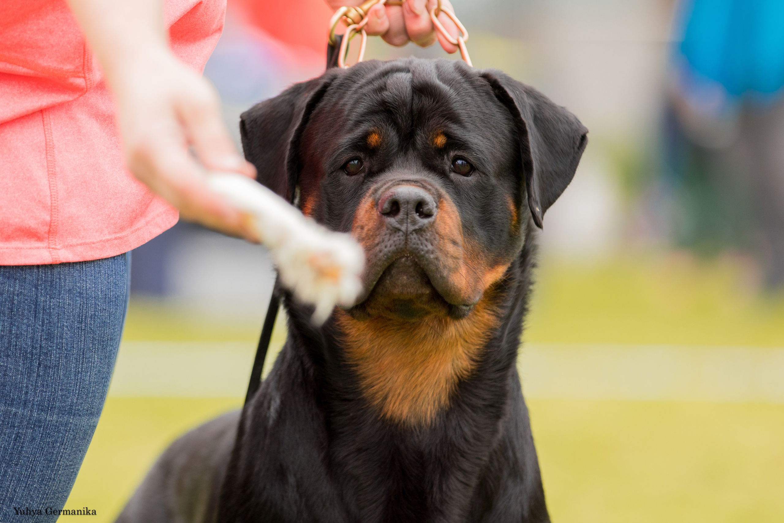 Переславль 9-10.09.2023. Фотограф-анималист Юлия Германика