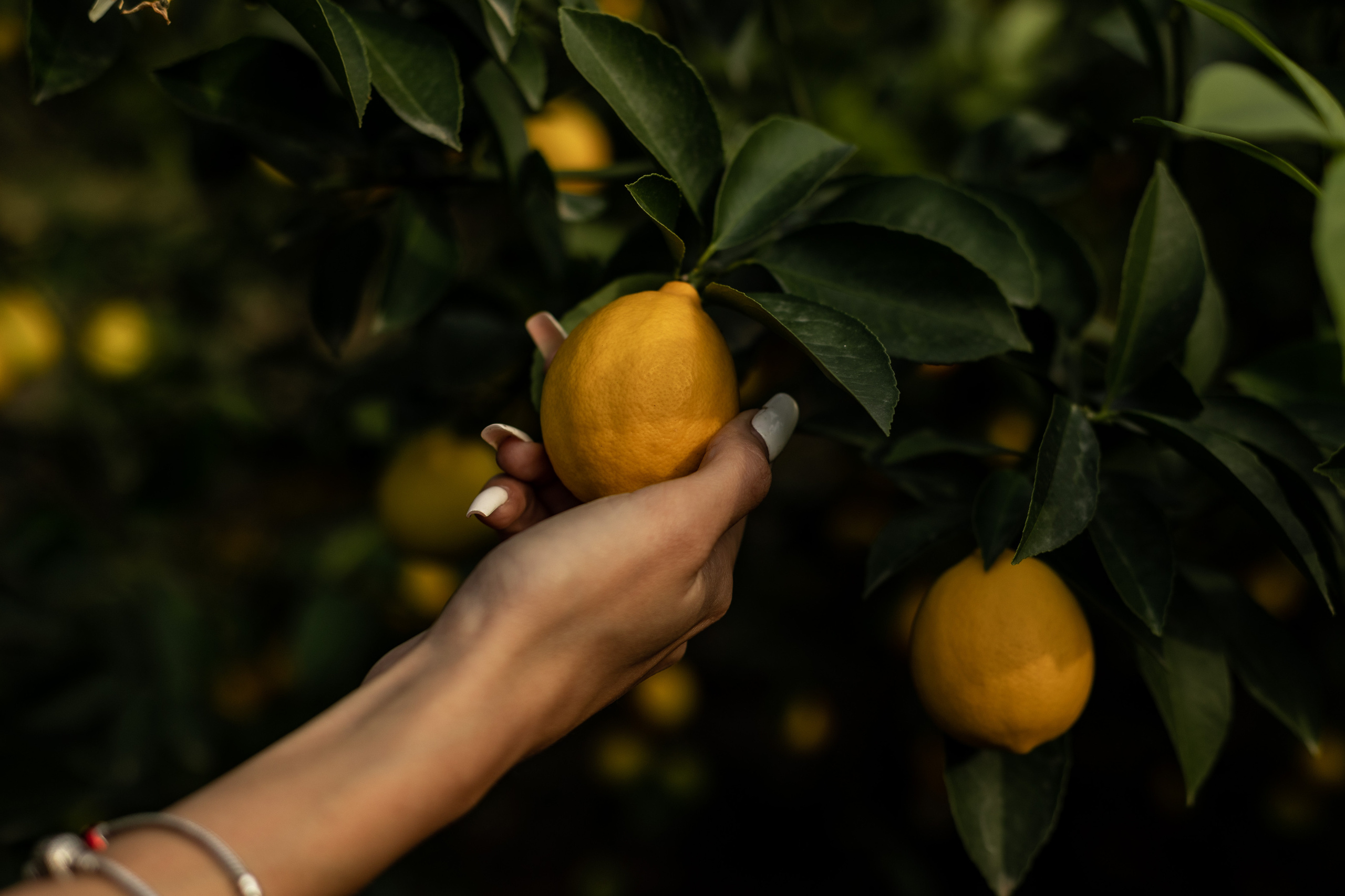 Tangerine grove. Photographer in Saint-Petersburg and Moscow Max Spector