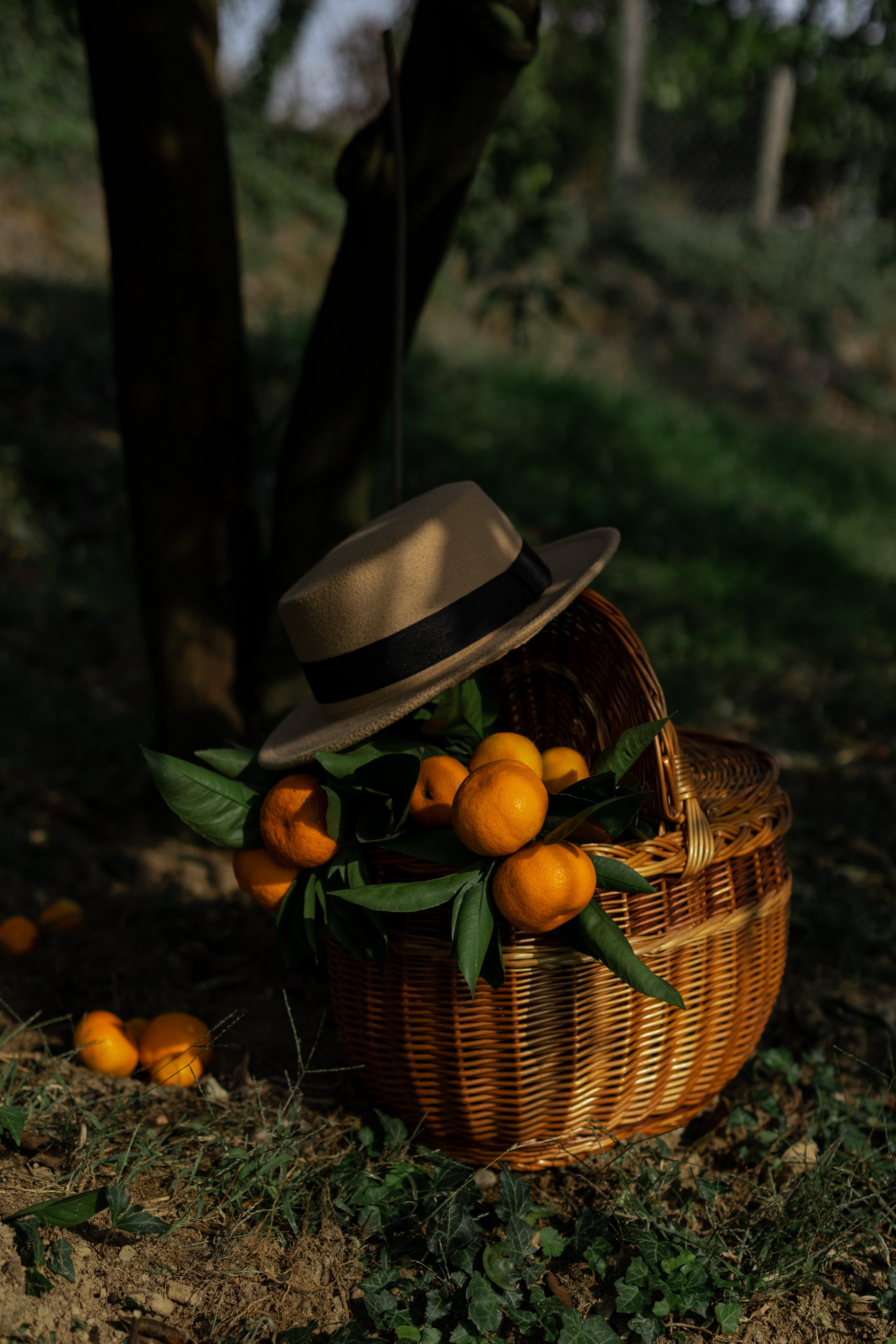 Tangerine grove. Photographer in Saint-Petersburg and Moscow Max Spector