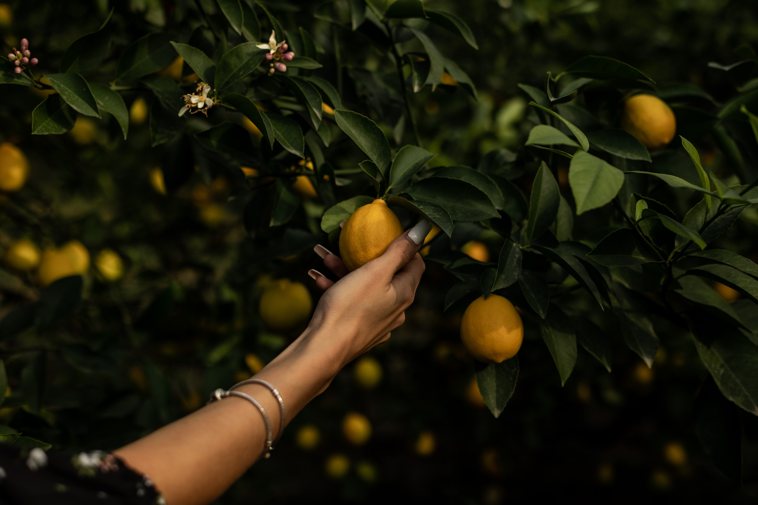 Tangerine grove. Photographer in Saint-Petersburg and Moscow Max Spector