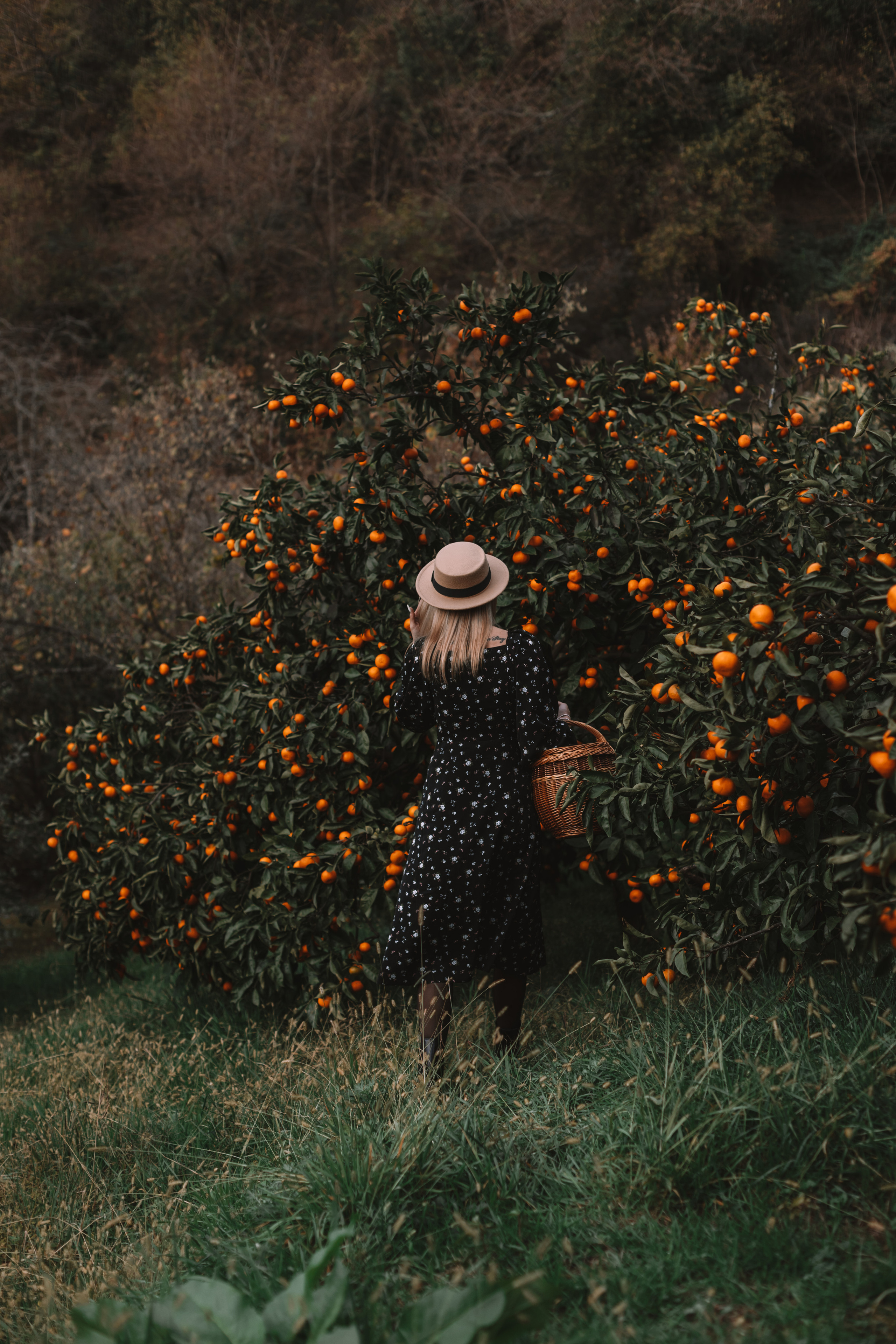 Tangerine grove. Photographer in Saint-Petersburg and Moscow Max Spector