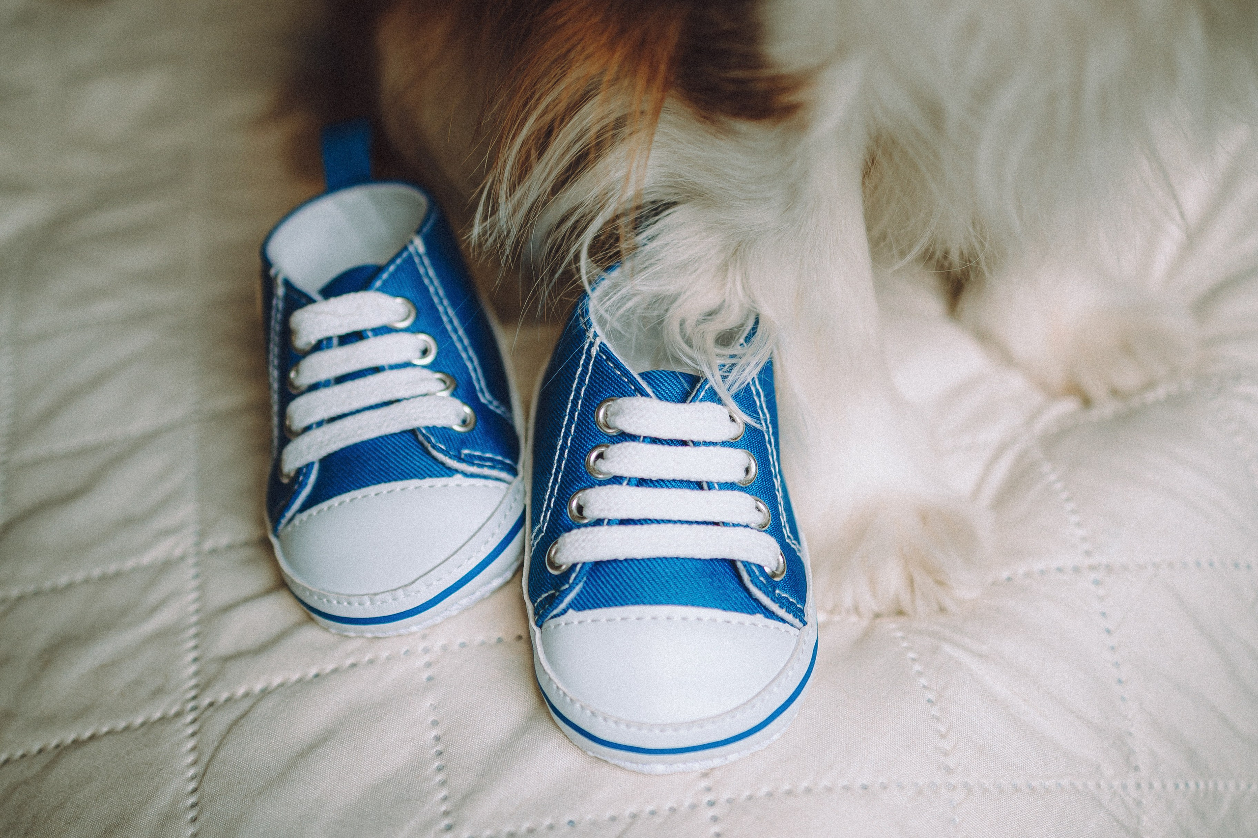 Валя, Вася, Аня и Ириска