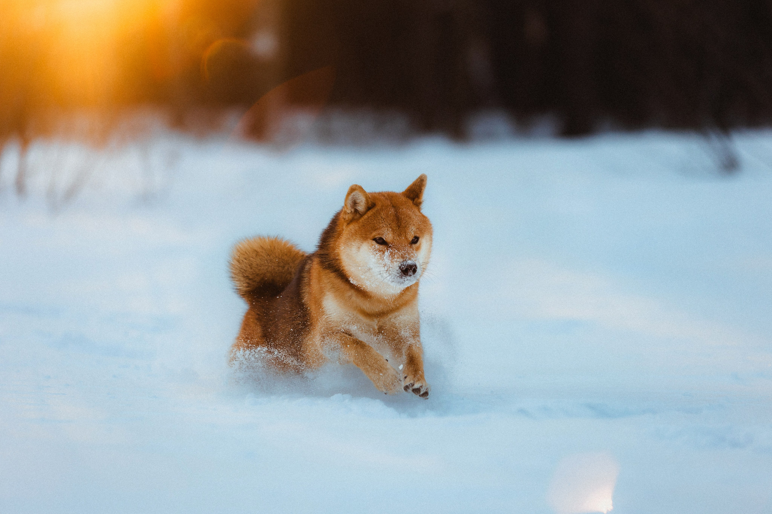 Шед, Цири и Ира