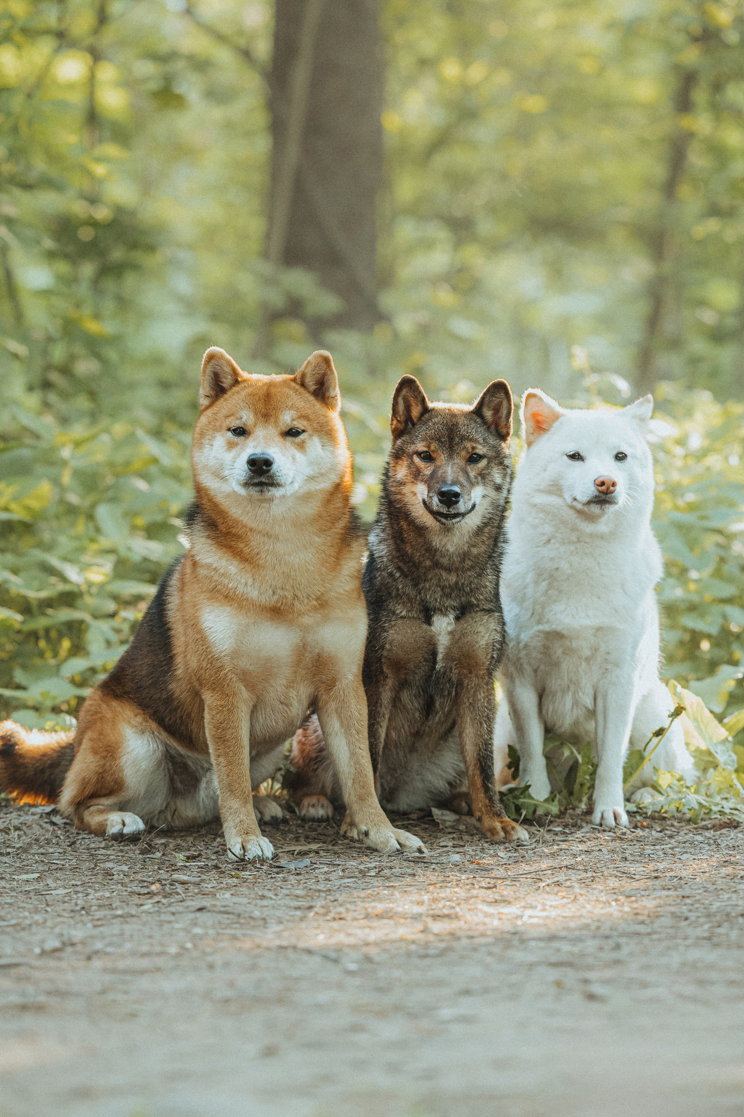 Шед, Цири, Чиби, Цера и их семья