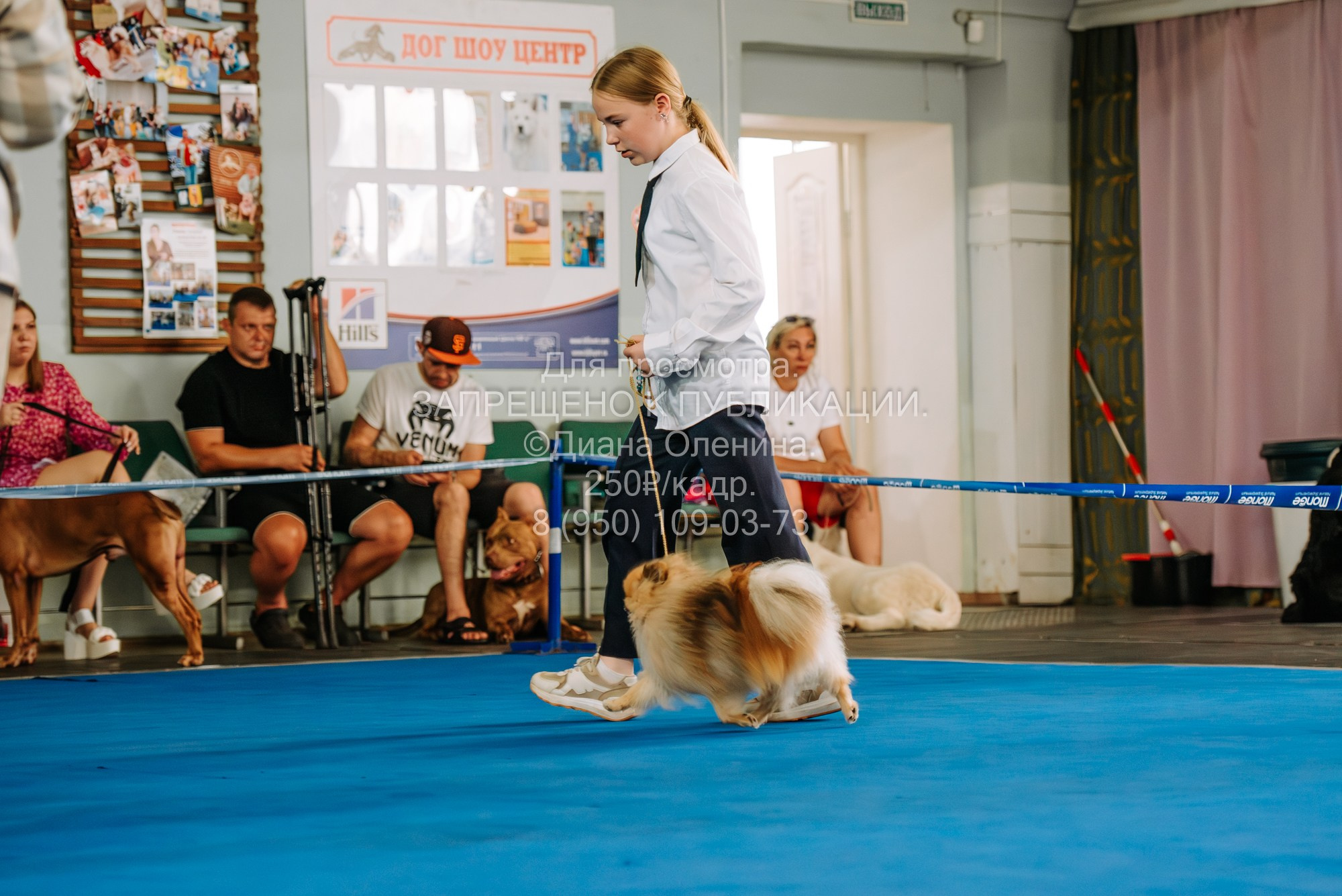 Национальная выставка собак всех пород ранга САС-IKU «Кубок Красноярск. Фотограф Диана Оленина Красноярск / Братск