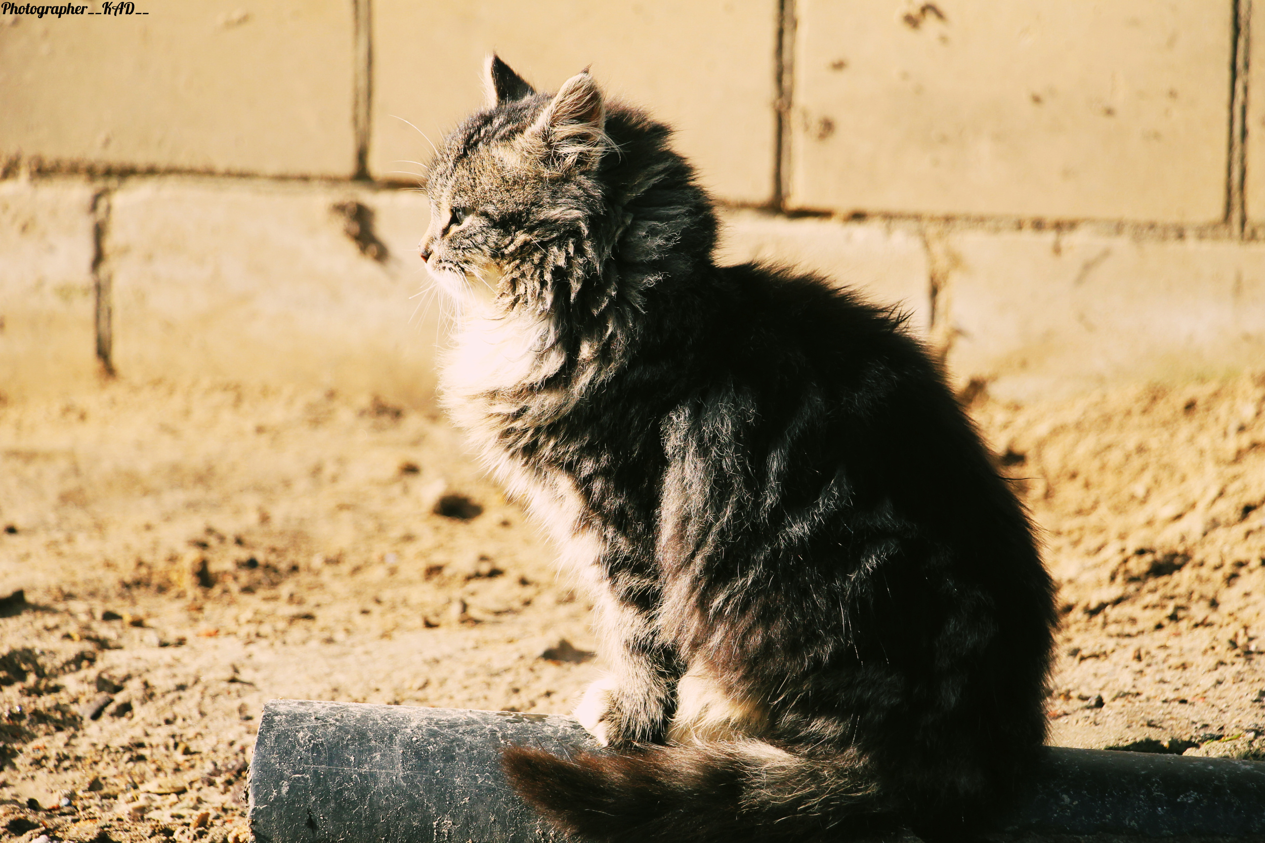 Мир животных. Photographer K.A.D