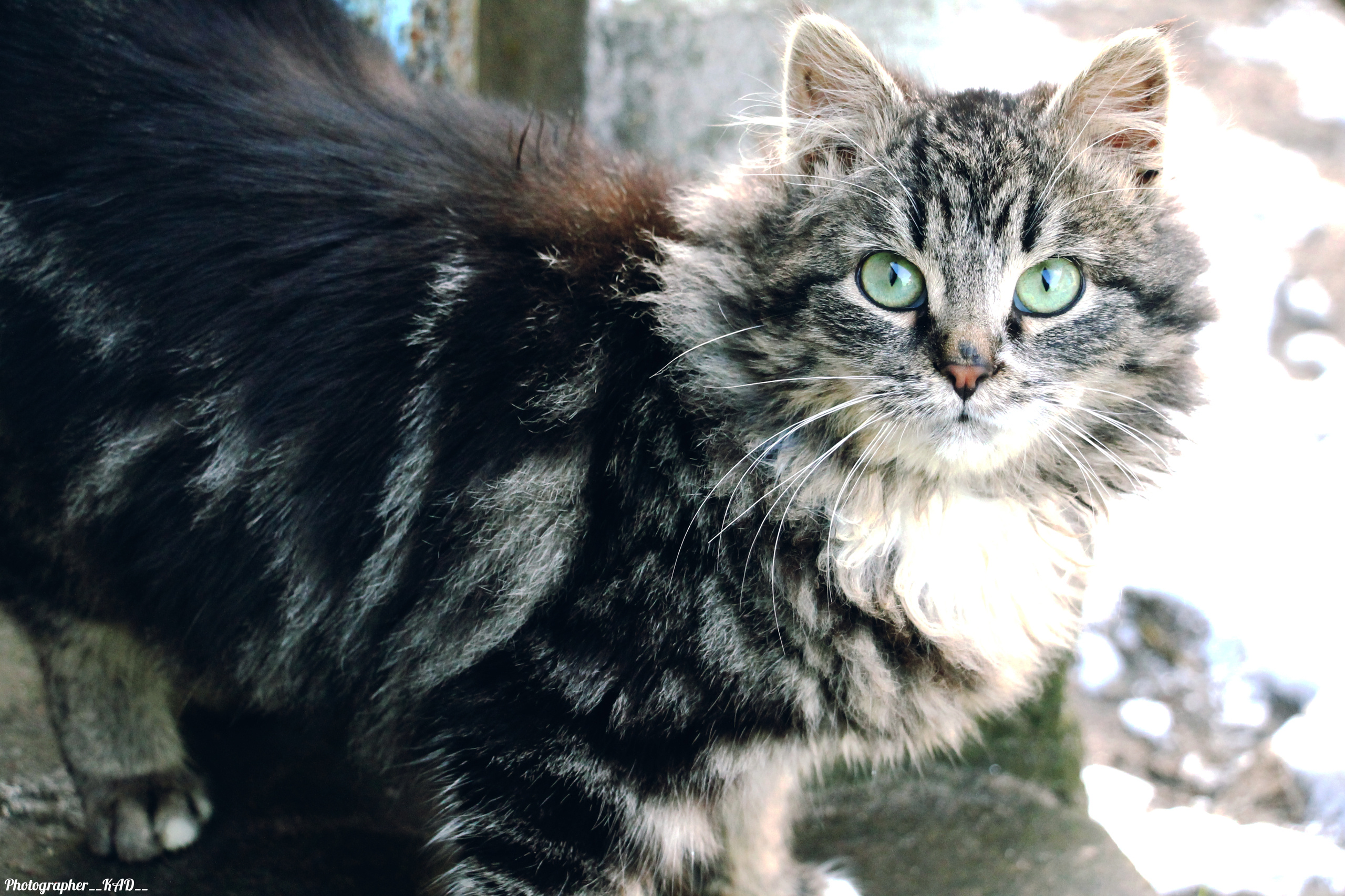 Мир животных. Photographer K.A.D