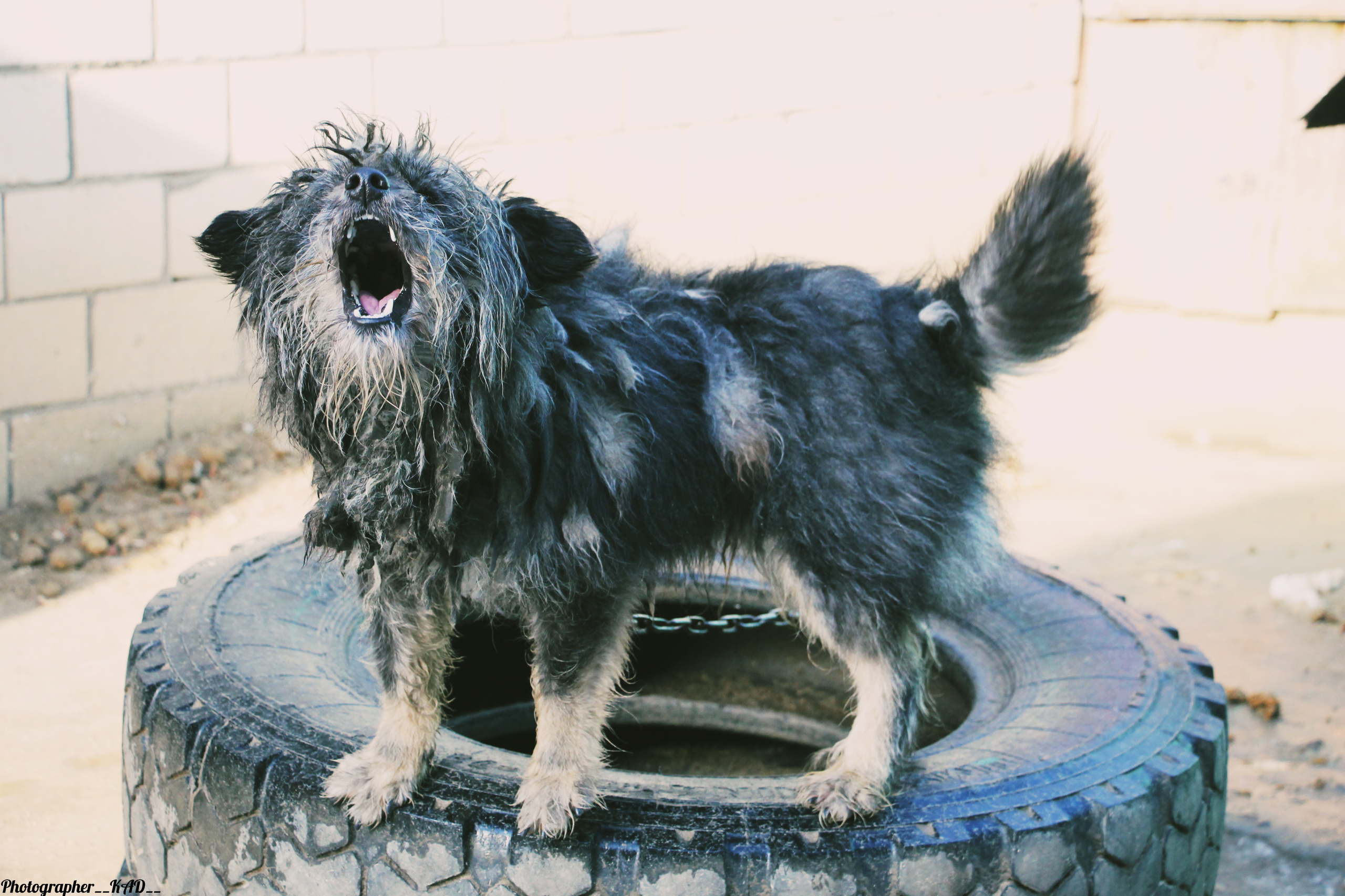 Мир животных. Photographer K.A.D