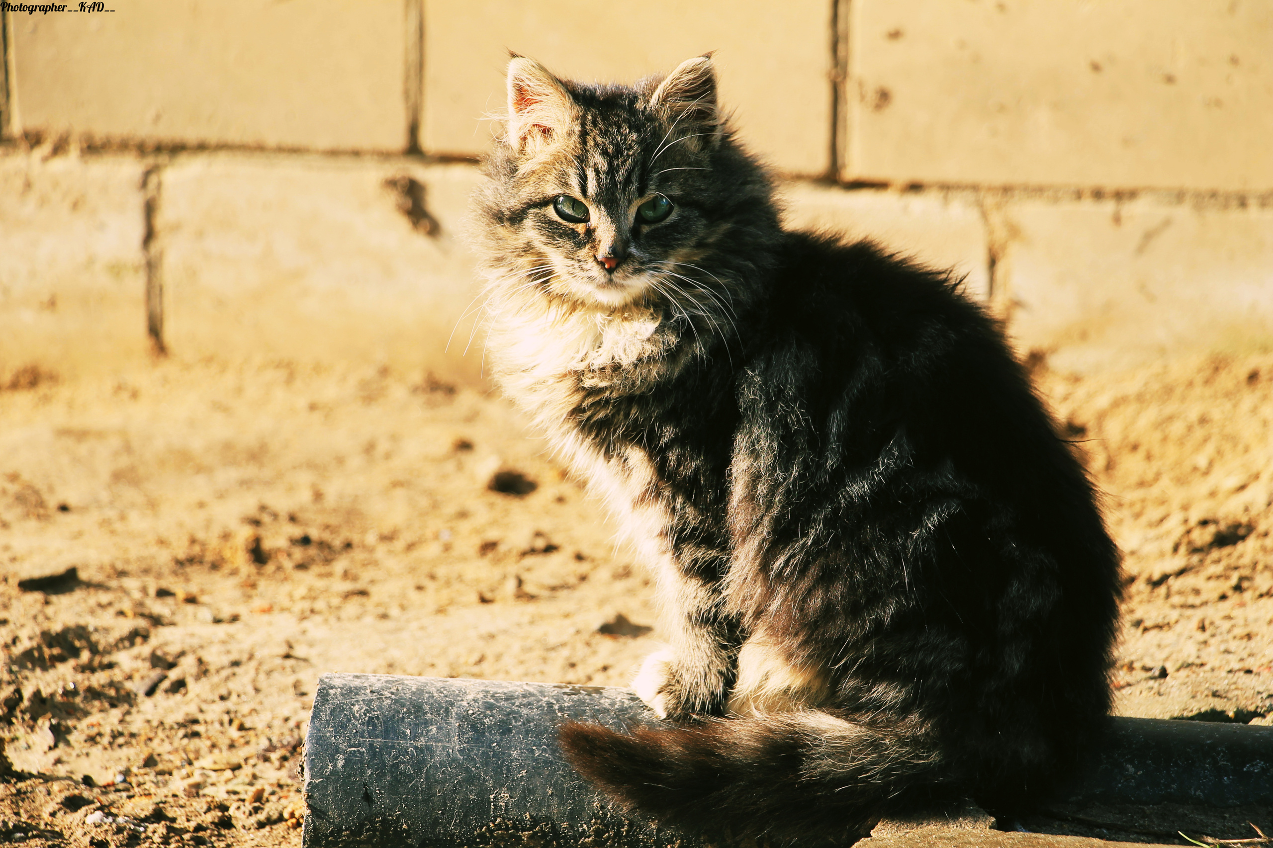 Мир животных. Photographer K.A.D