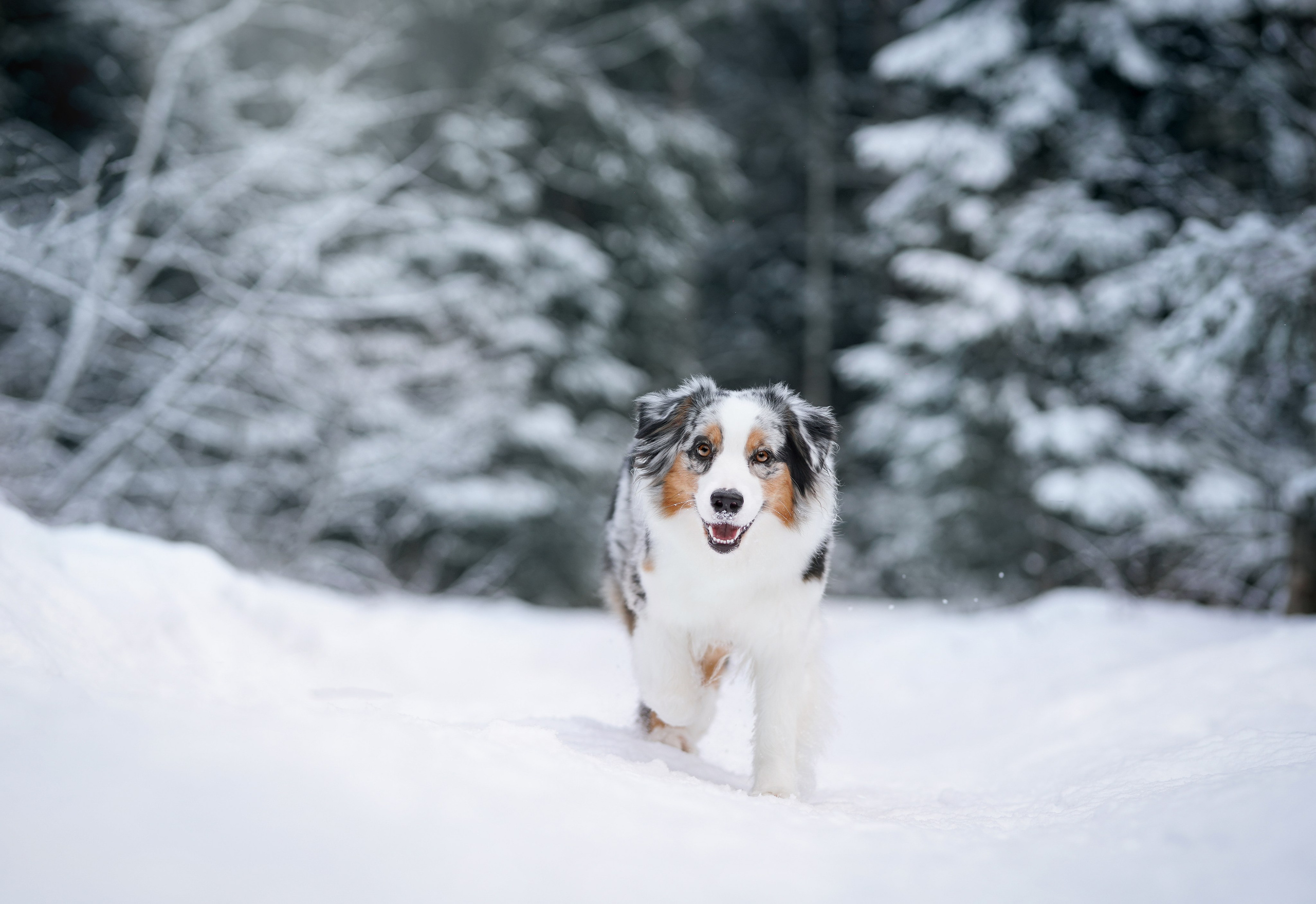 Ирина и Кайса. Фотограф-анималист в Санкт-Петербурге Яна Мартынова