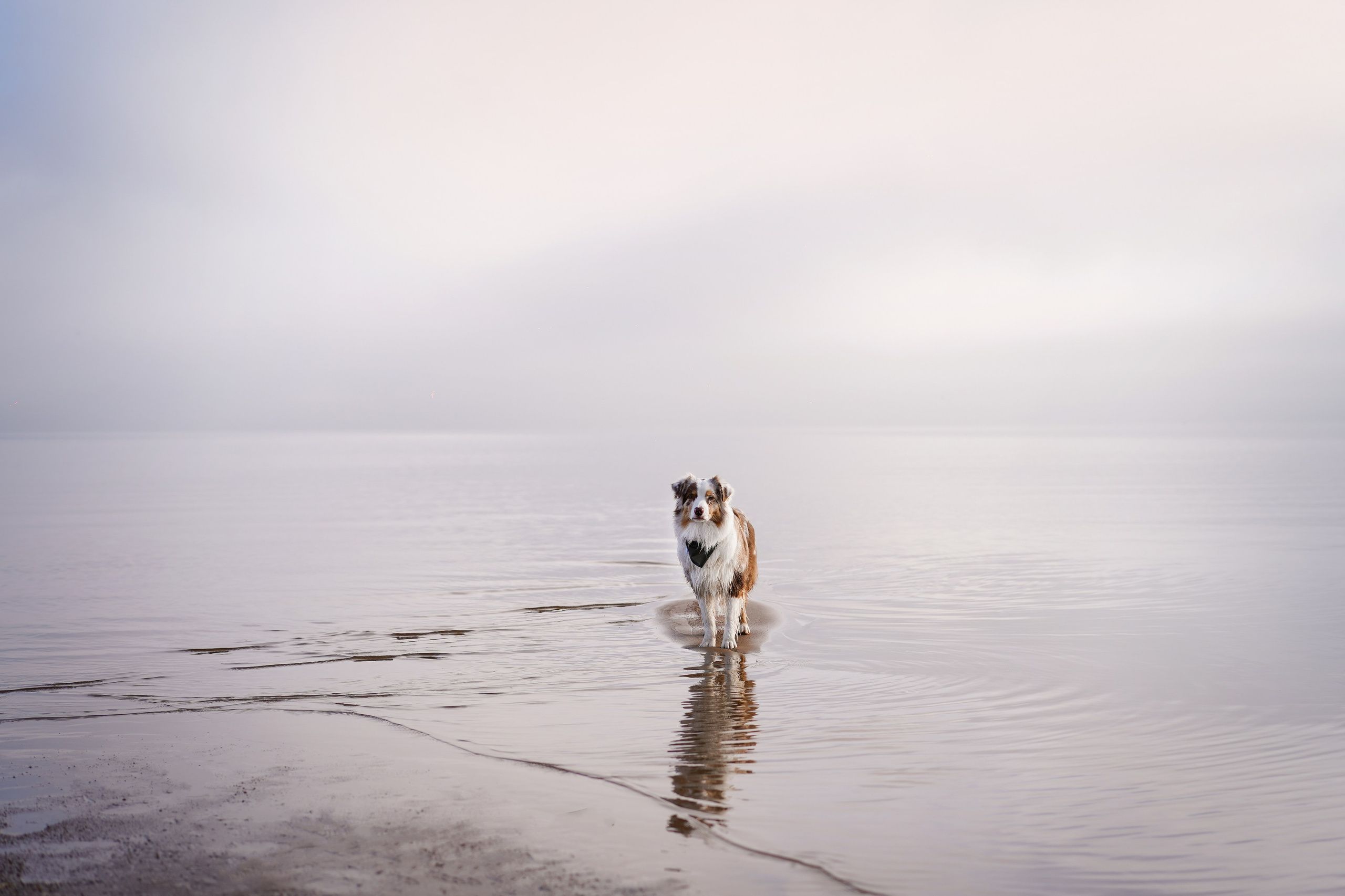 Панда Ладога. Фотограф-анималист в Санкт-Петербурге Яна Мартынова