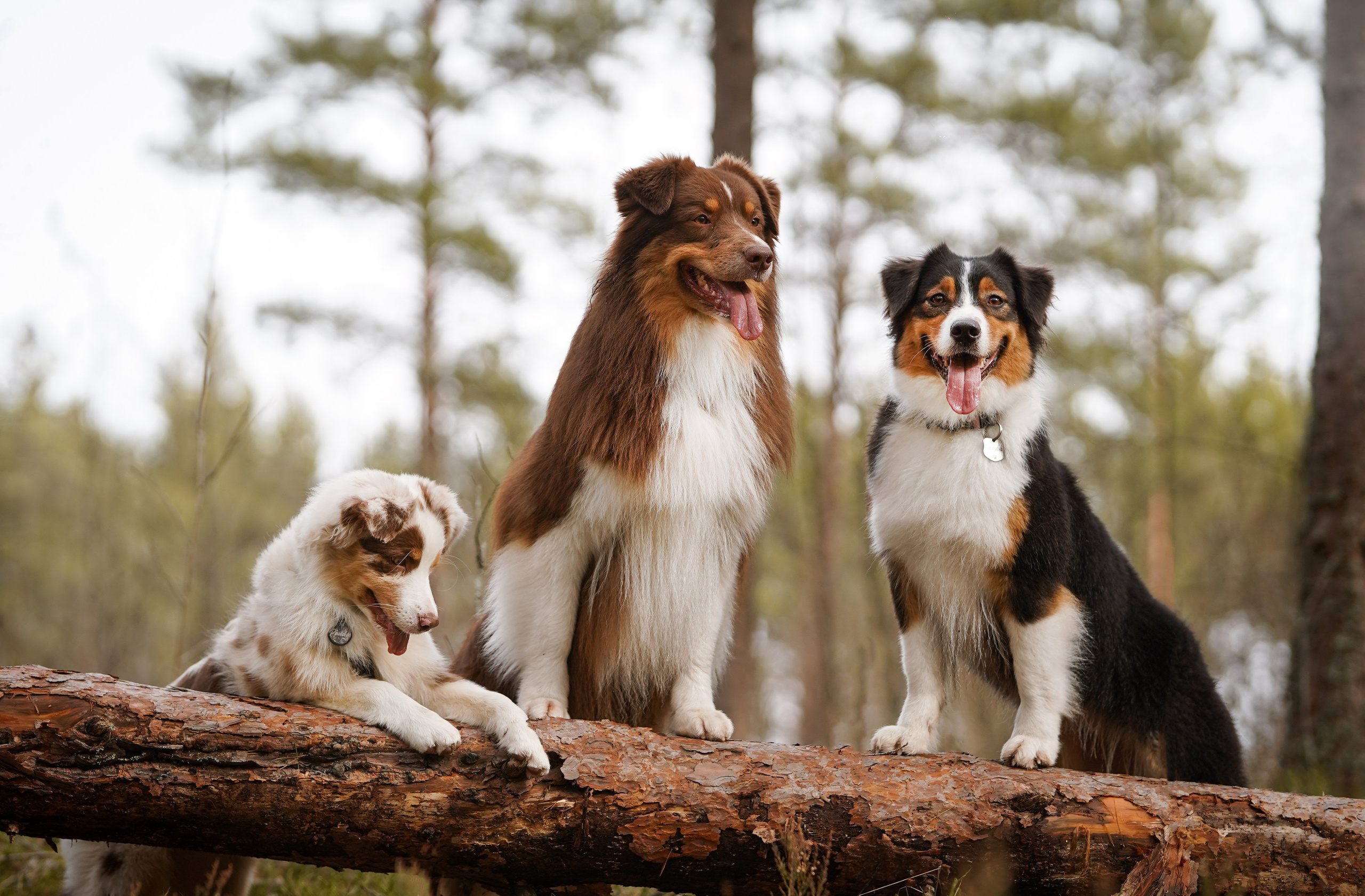 Аусси на Ладоге. Фотограф-анималист в Санкт-Петербурге Яна Мартынова