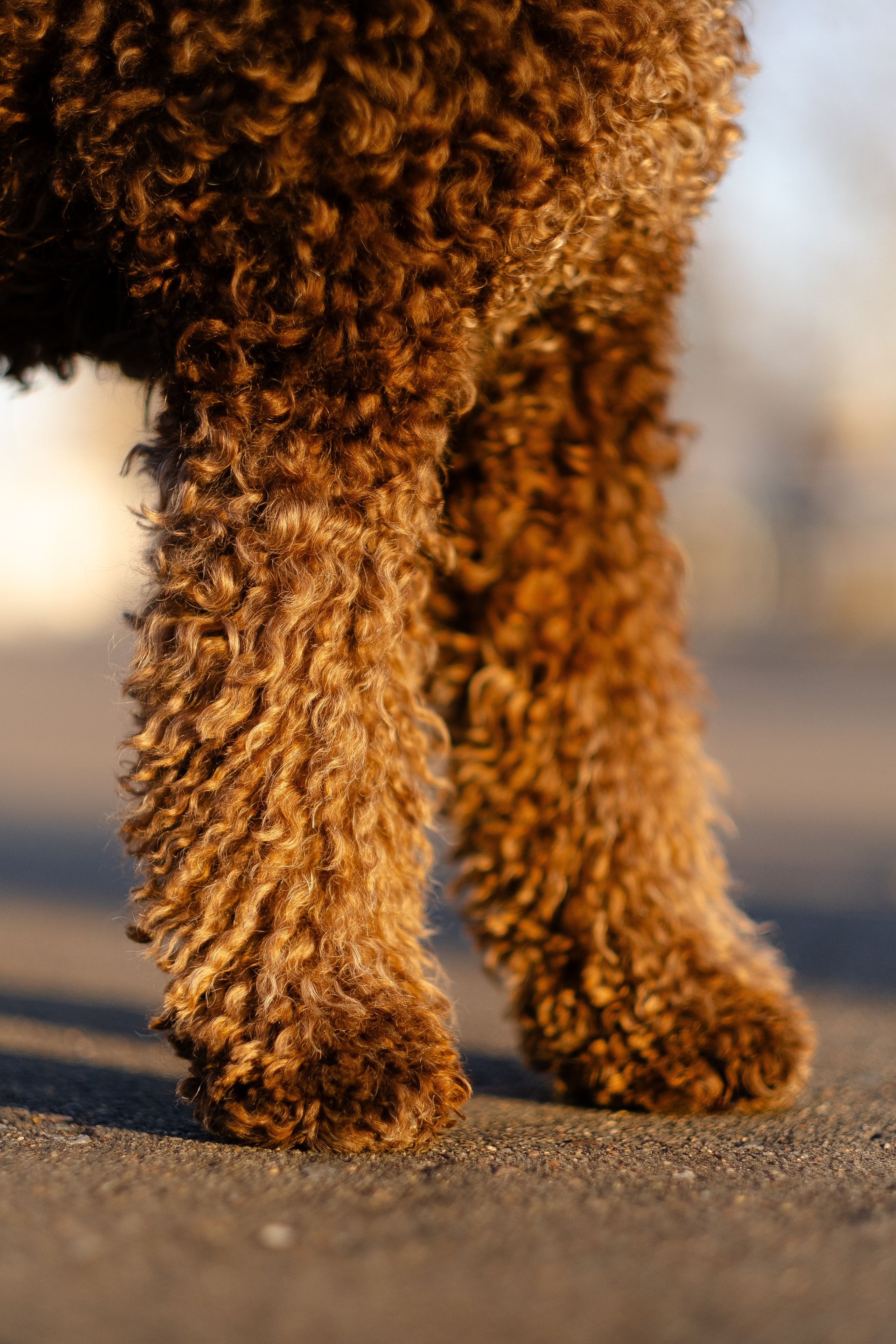 Тьеринна и Миша. Фотограф и видеограф анималист Аганина Дарья