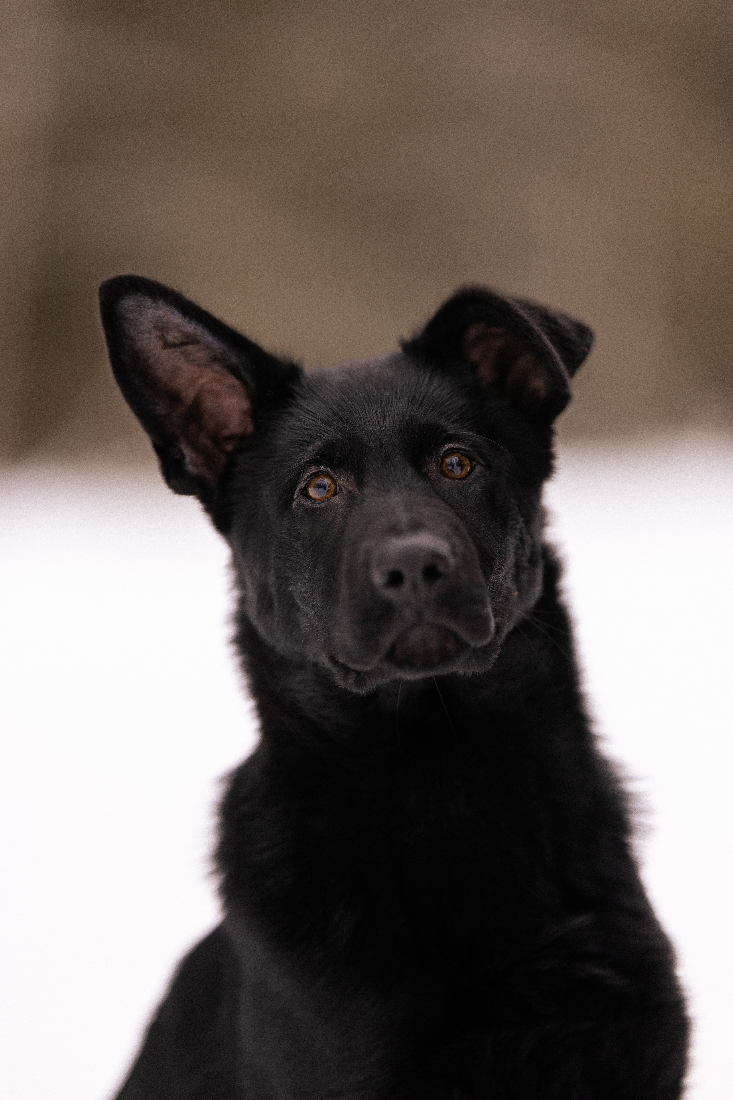Немецкая овчарка. Фотограф и видеограф анималист Аганина Дарья