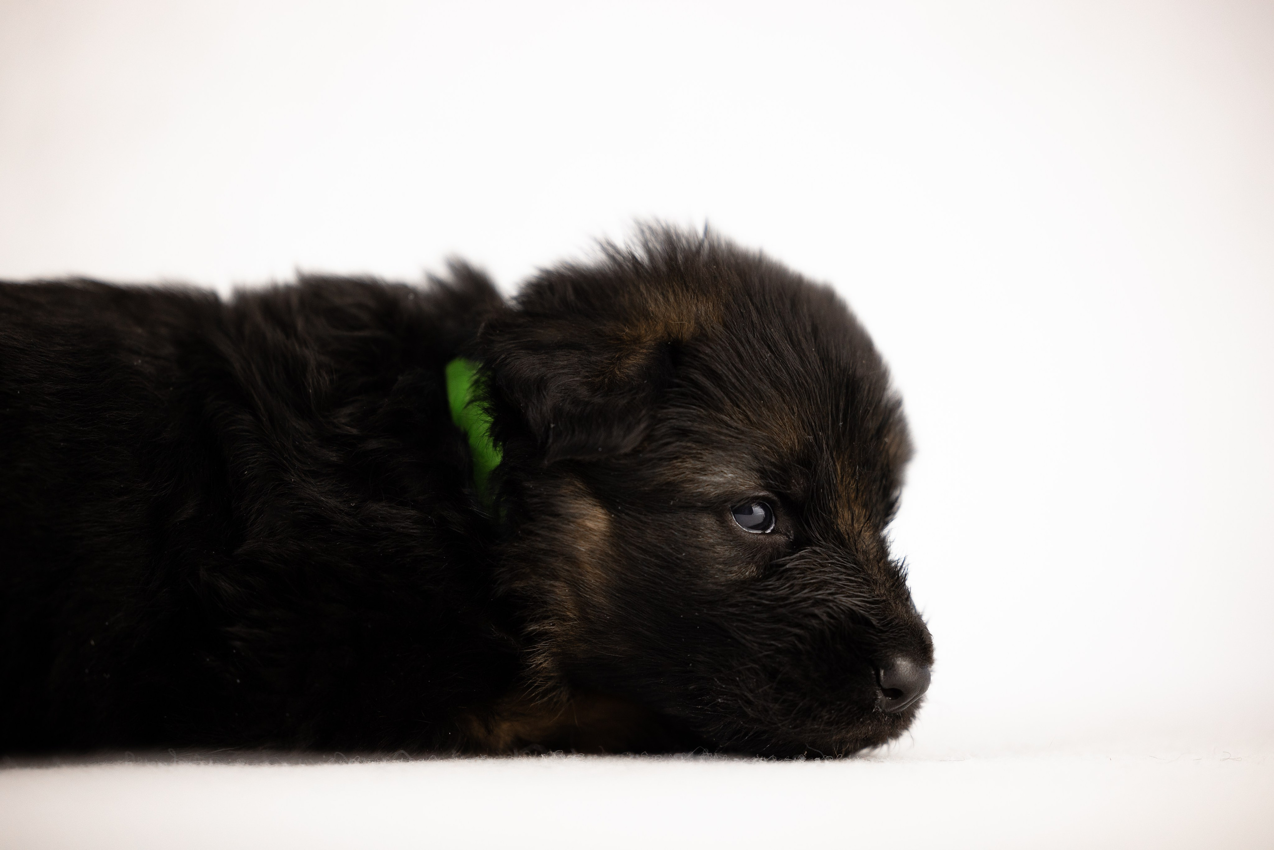 Немецкая овчарка. Фотограф и видеограф анималист Аганина Дарья