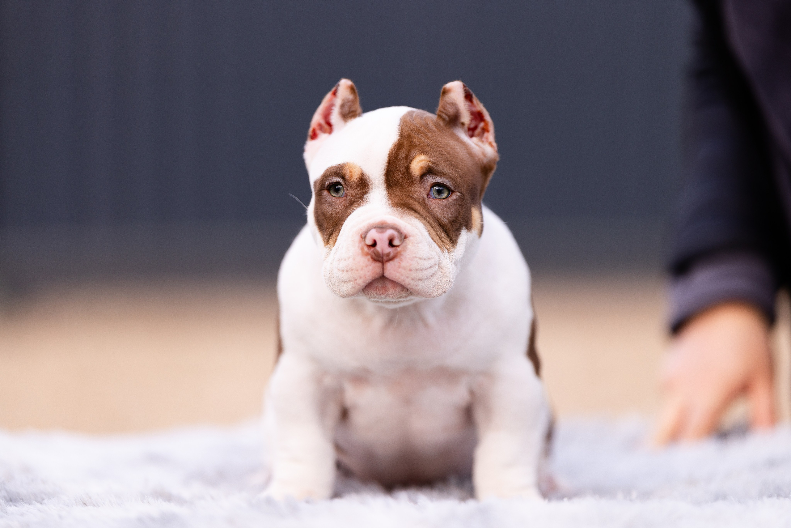 Булли. Фотограф и видеограф анималист Аганина Дарья