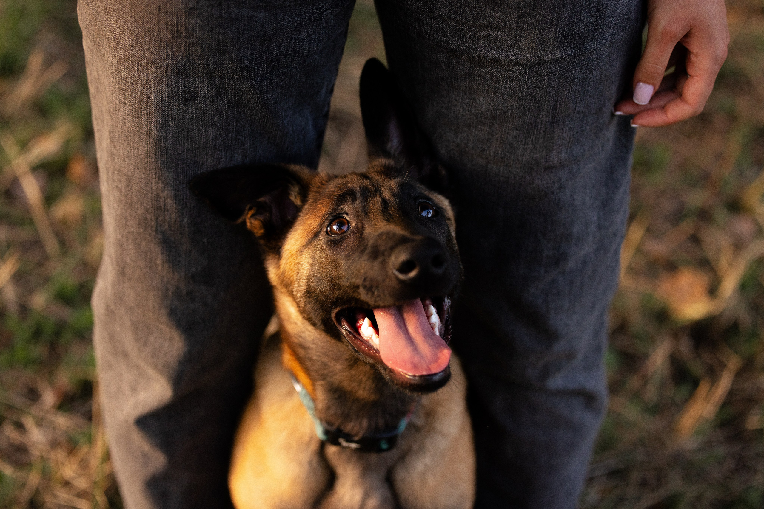 Разношерстная компания. Фотограф и видеограф анималист Аганина Дарья