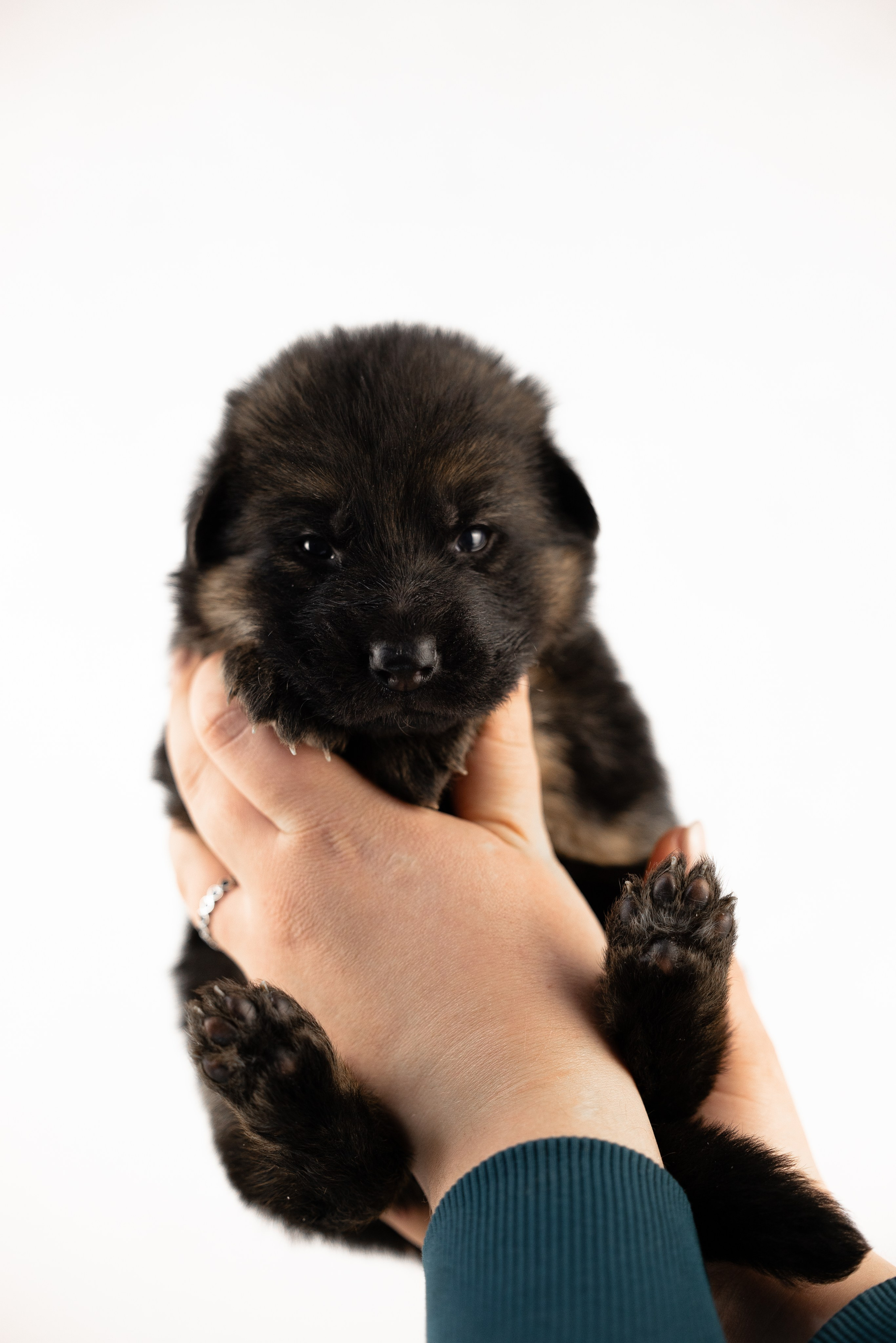 Немецкая овчарка. Фотограф и видеограф анималист Аганина Дарья