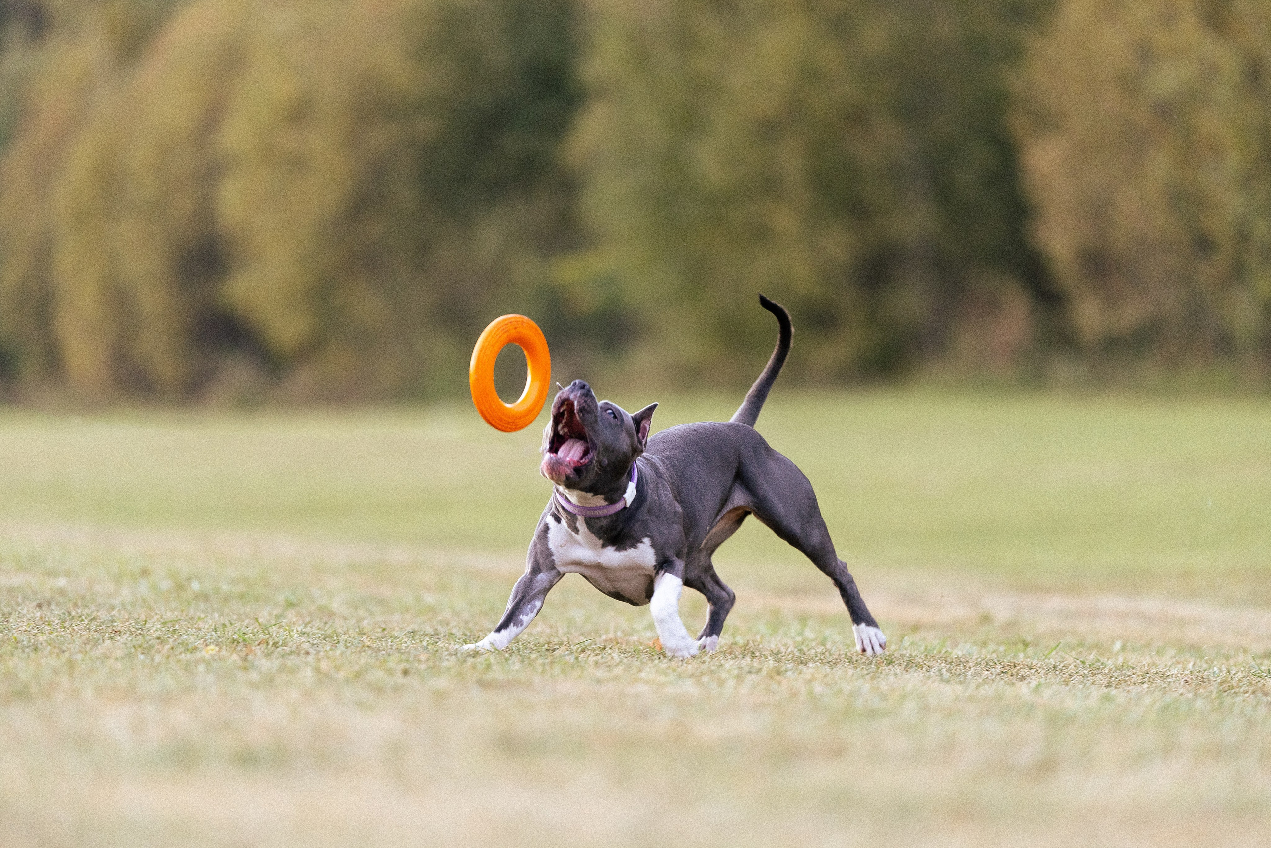 Катя, Леша, Лея и Трой. Фотограф и видеограф анималист Аганина Дарья