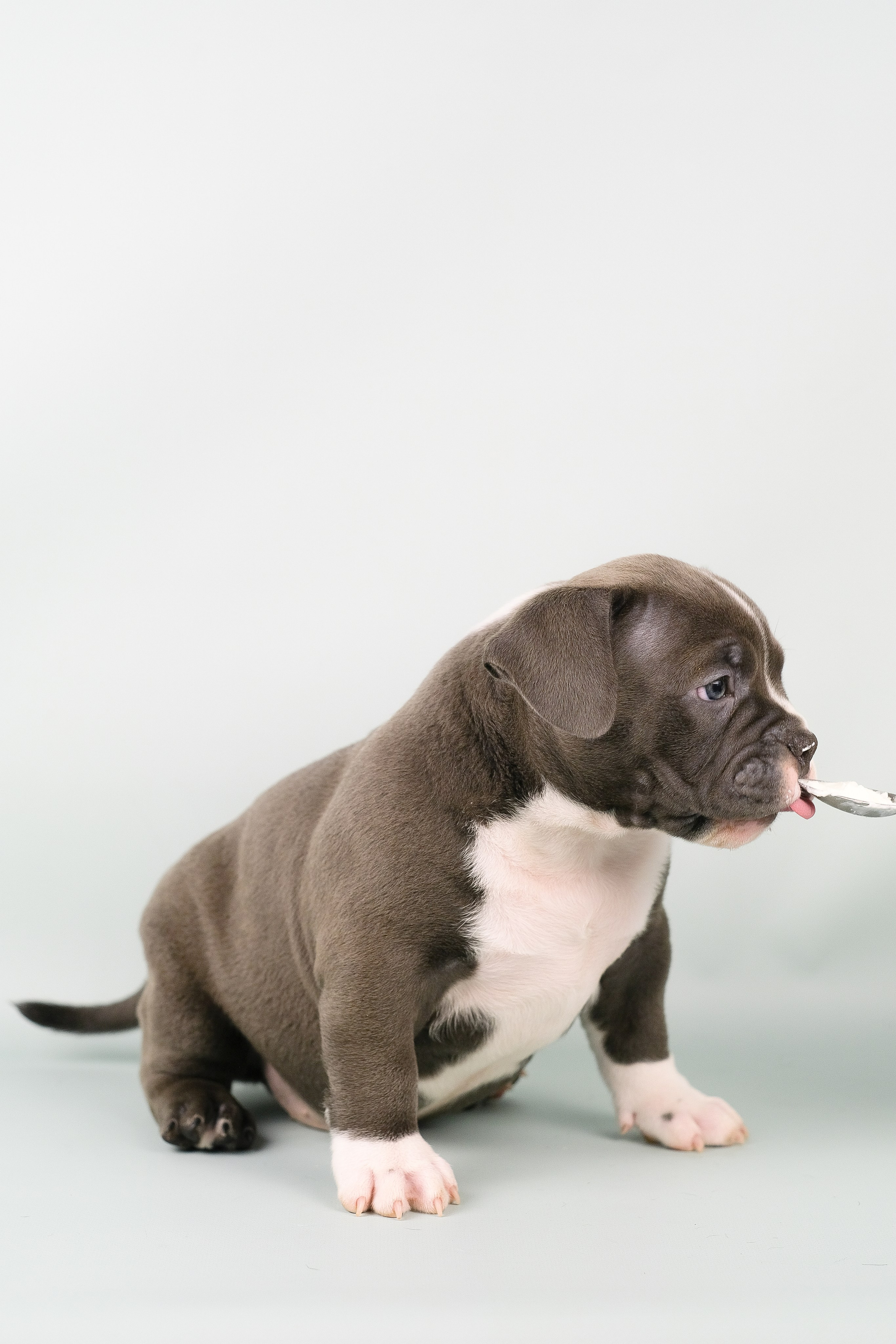 Американский Булли. Фотограф и видеограф анималист Аганина Дарья