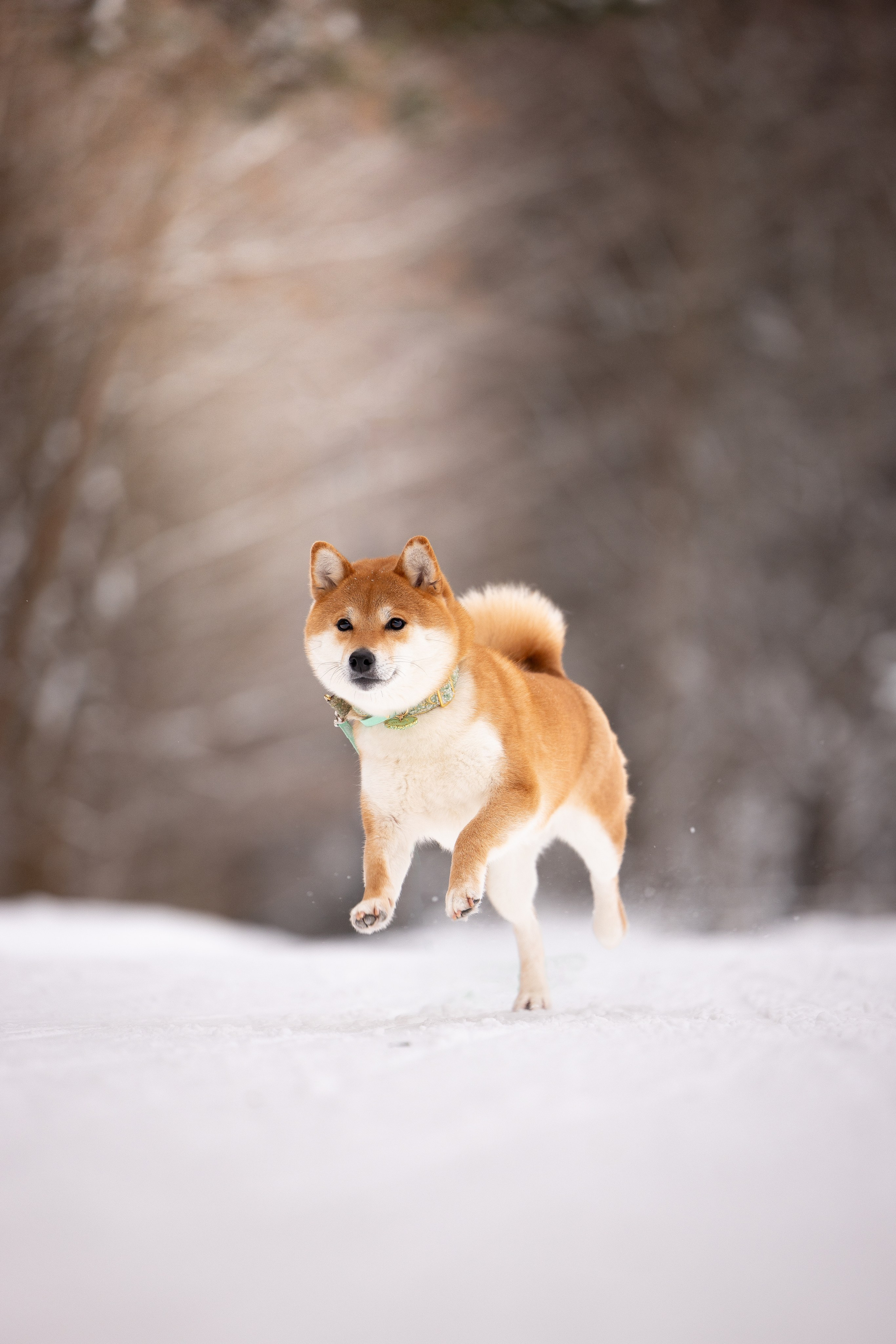 Юми, Серж и Тоши. Фотограф и видеограф анималист Аганина Дарья