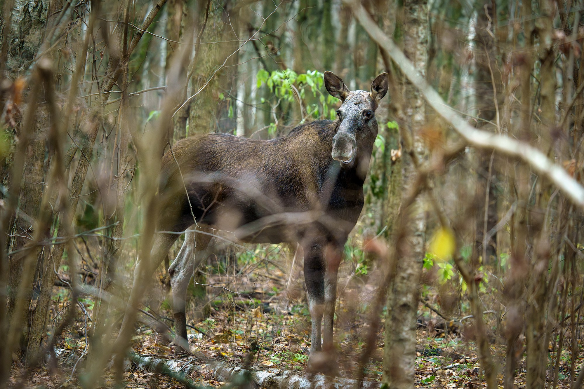 Животные. Ваш личный фотограф Марина Волкова