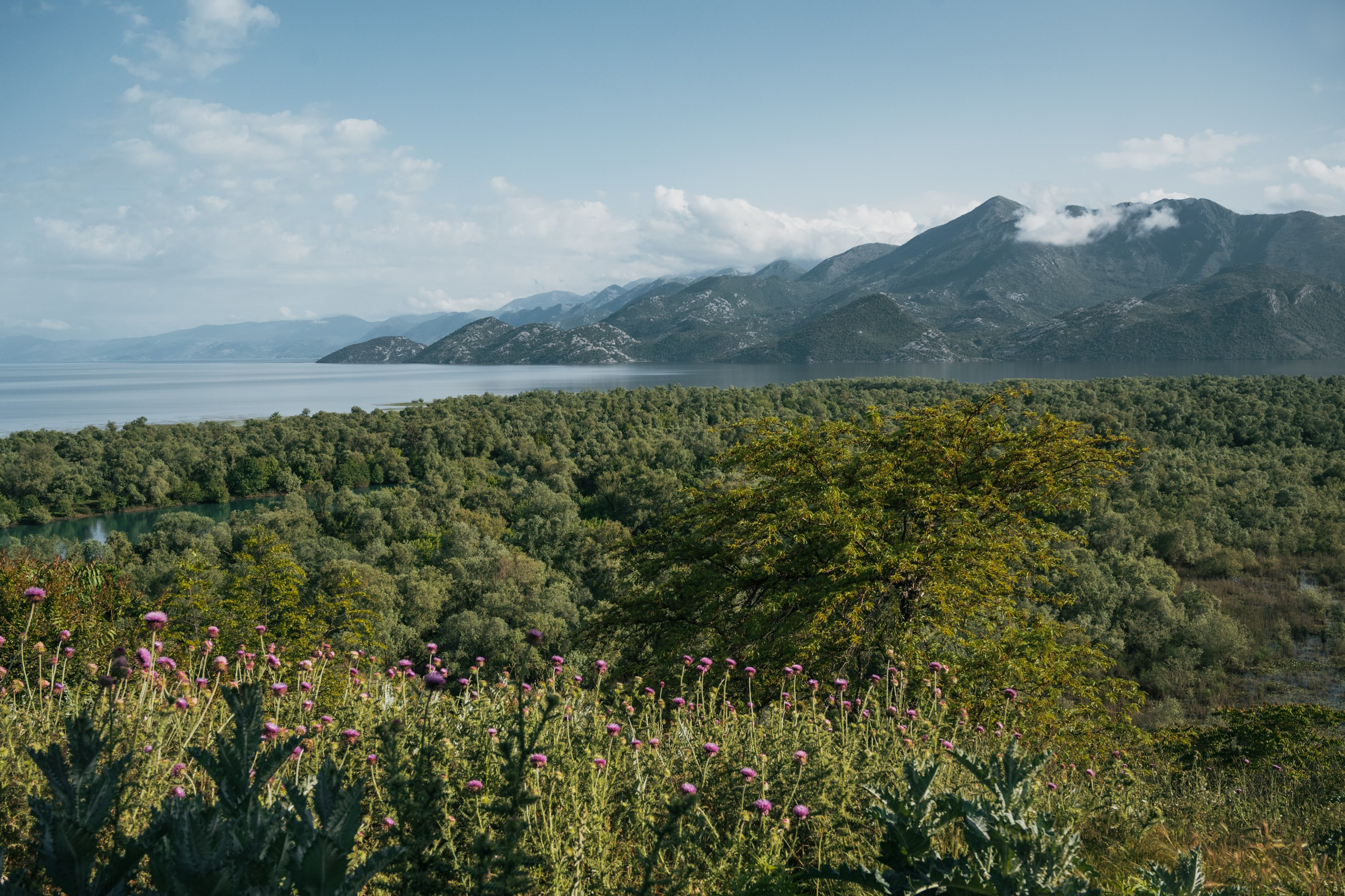 СКАДАРСКОЕ ОЗЕРО. ЧЕРНОГОРИЯ. Фотограф в Белграде Чугреева Елена