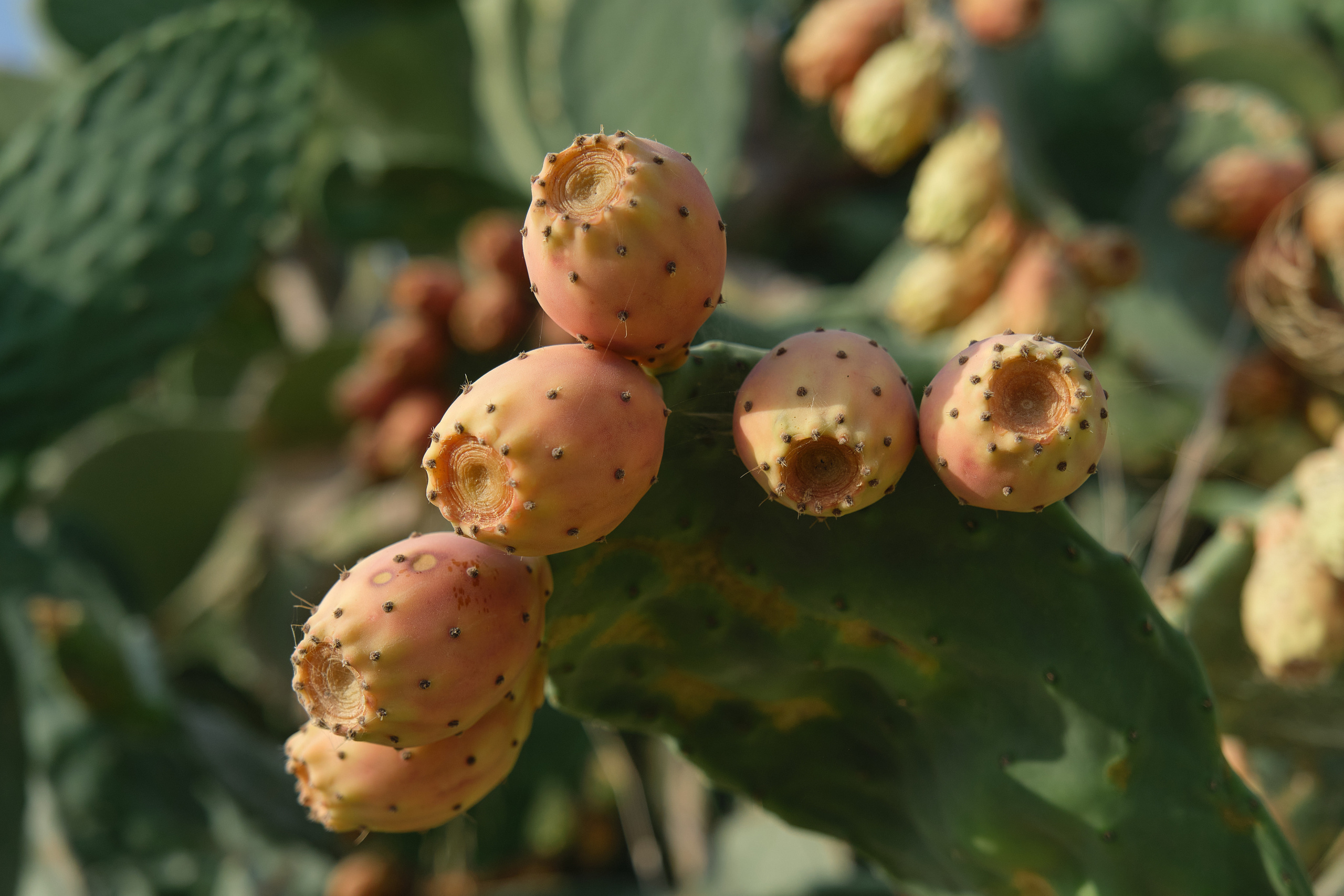 CYPRUS > 2022\1. Aleksandr Kobtsev