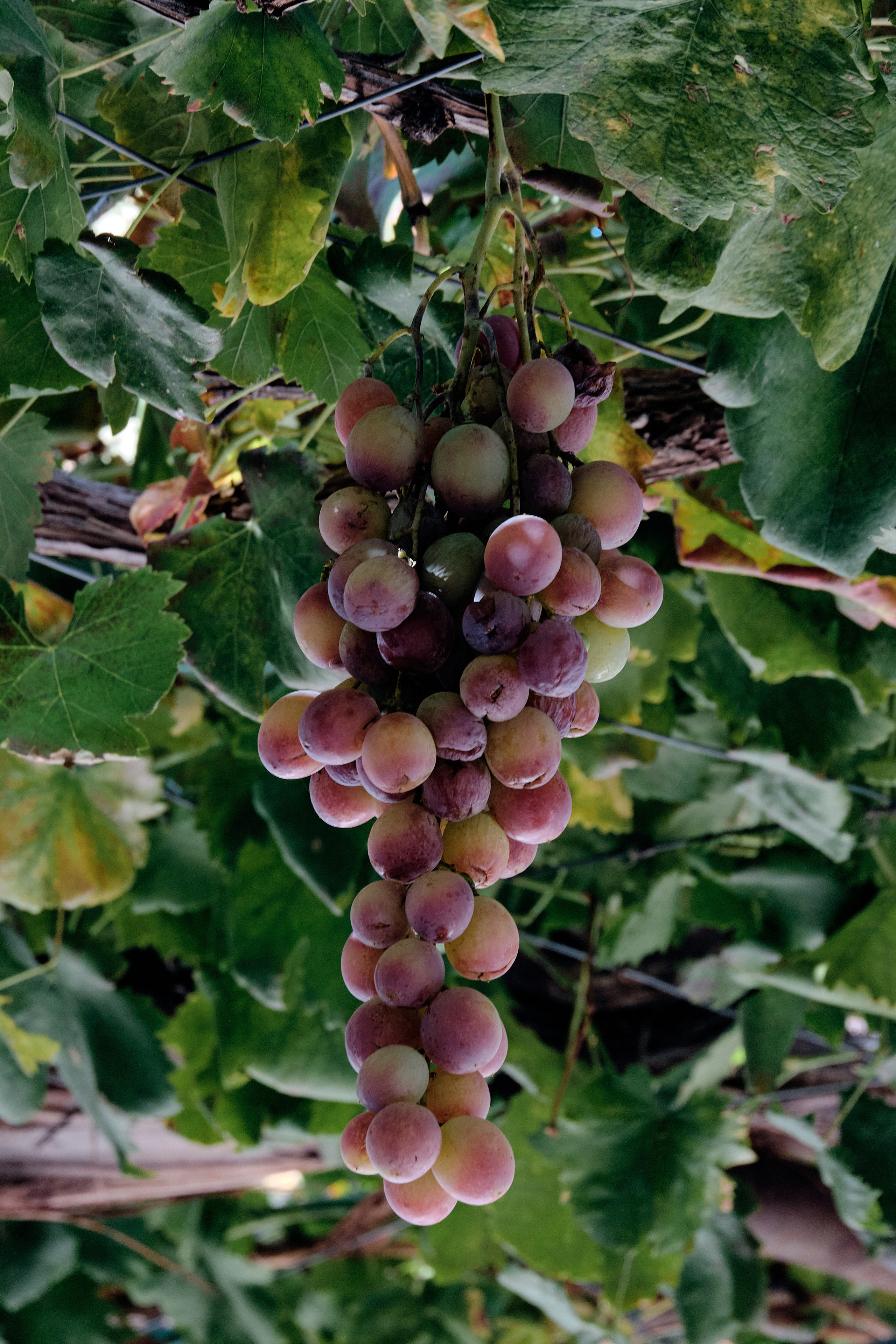 CYPRUS > > > 2022\3. Aleksandr Kobtsev