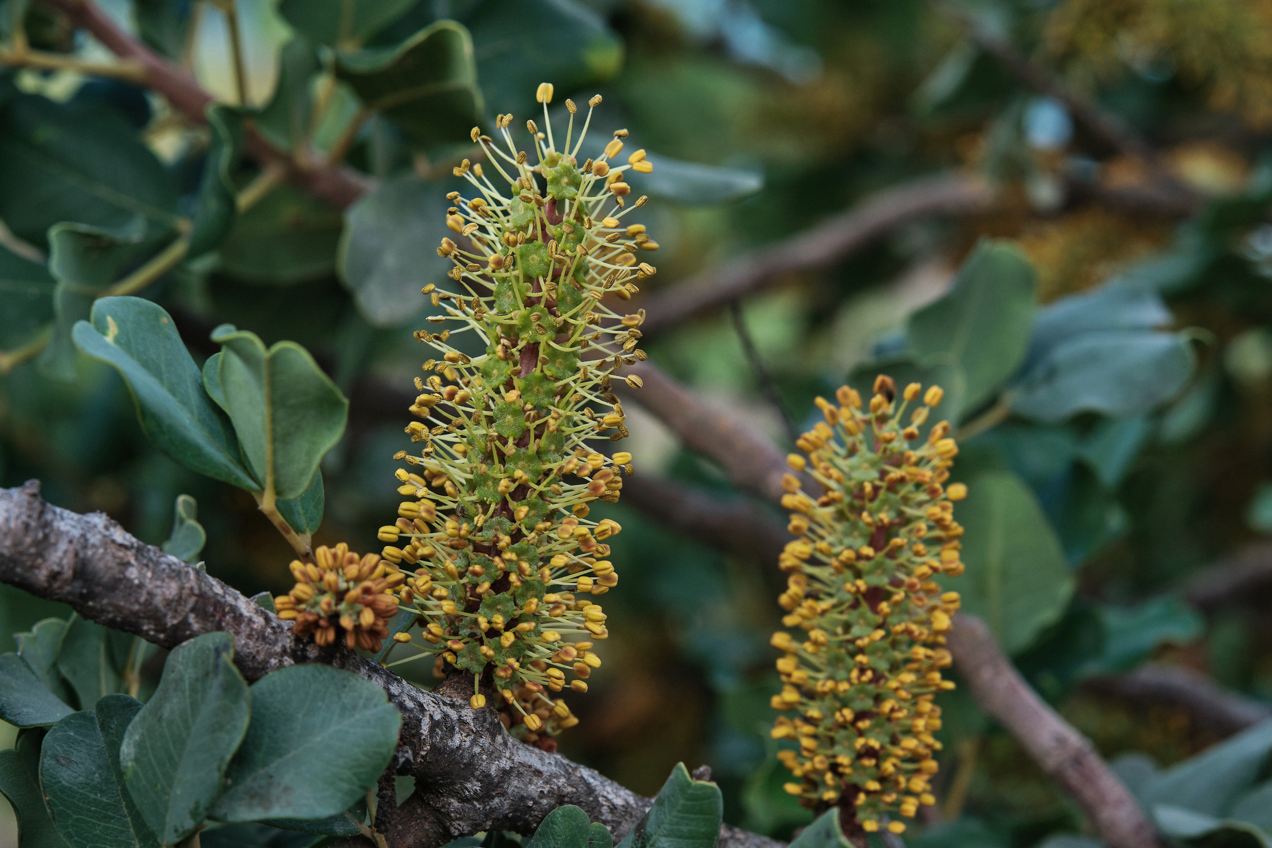 CYPRUS> > > > 2022\4. Aleksandr Kobtsev