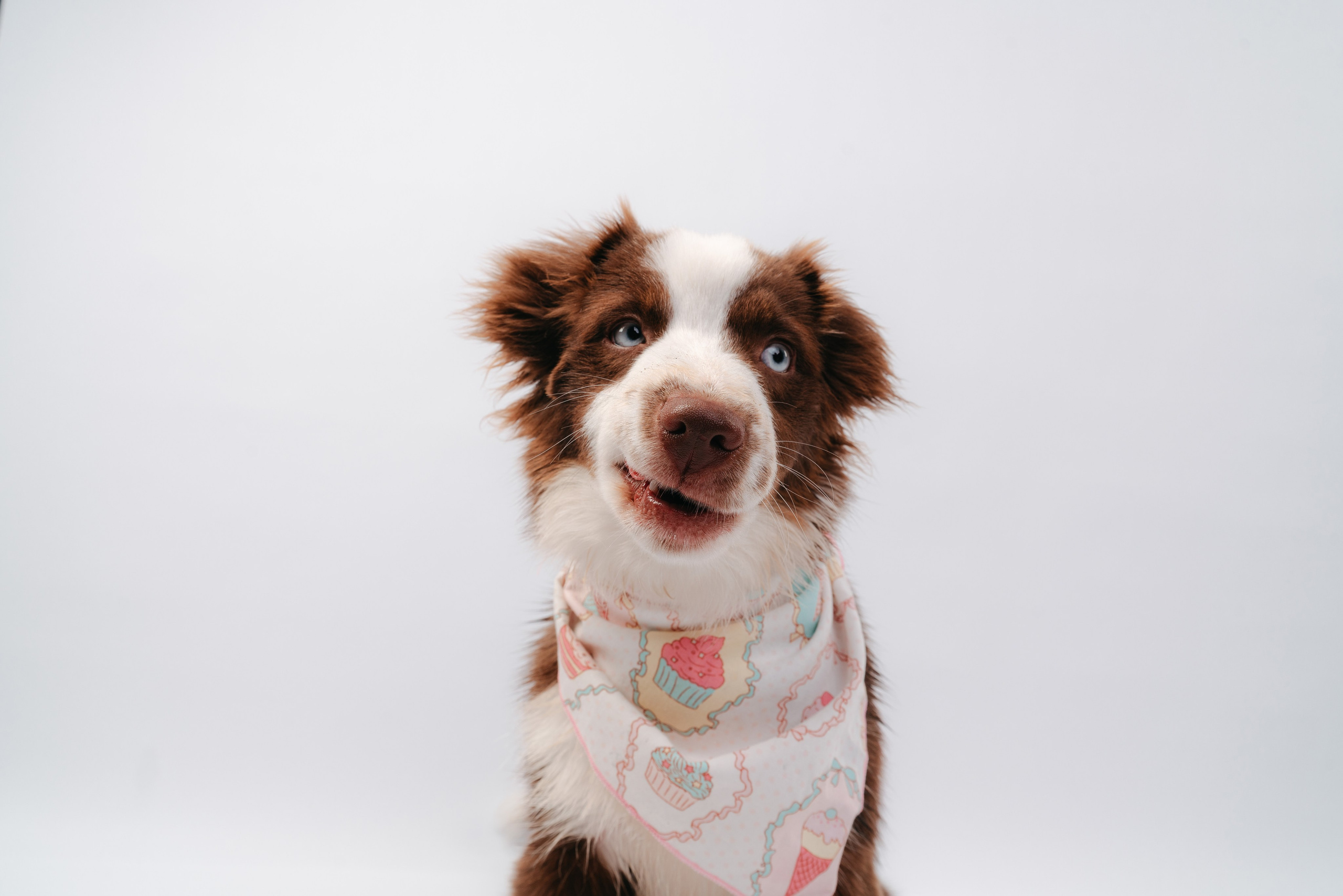 Миниаусси Дайс. Фотограф анималист Осипчикова Мария