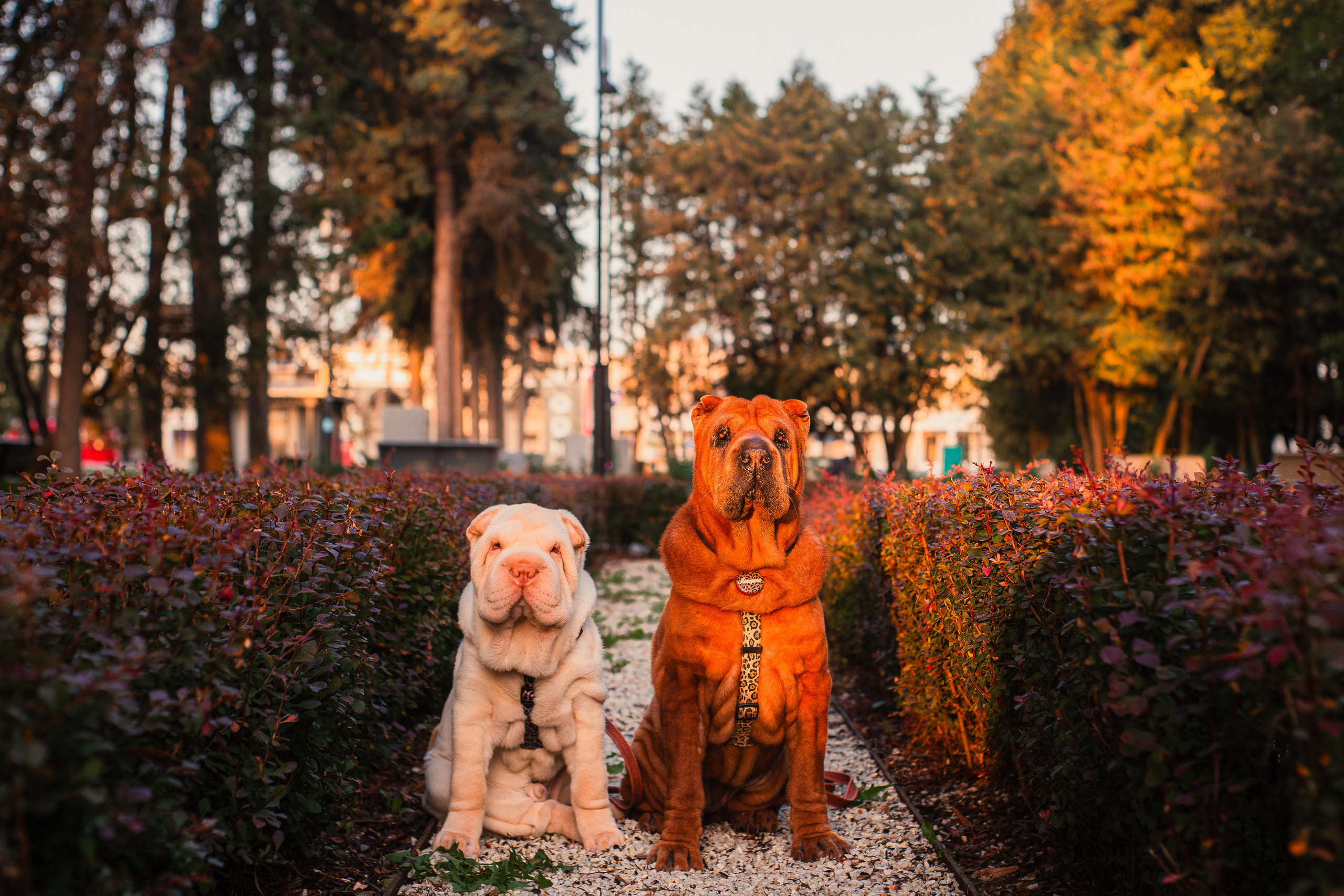 Алёна, Лагерта и Зефир. Фотограф-анималист Мария Баркевич | Москва