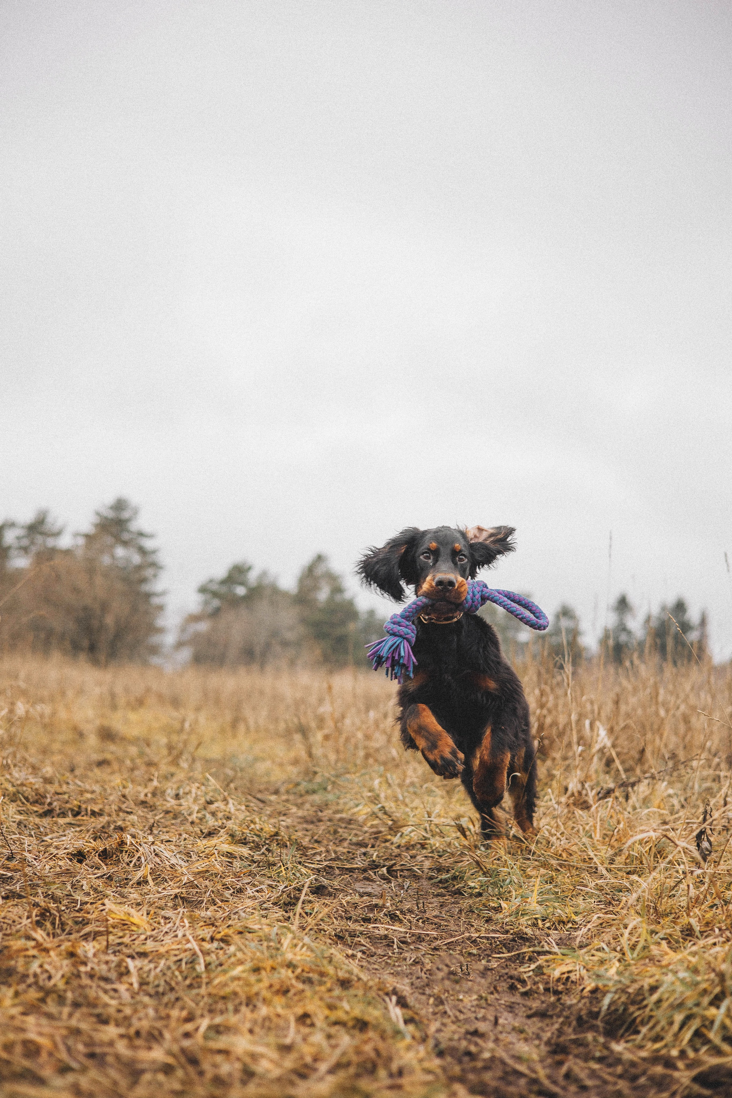 Даша, Глеб, Барс и Бруно. Фотограф-анималист Богданова Полина