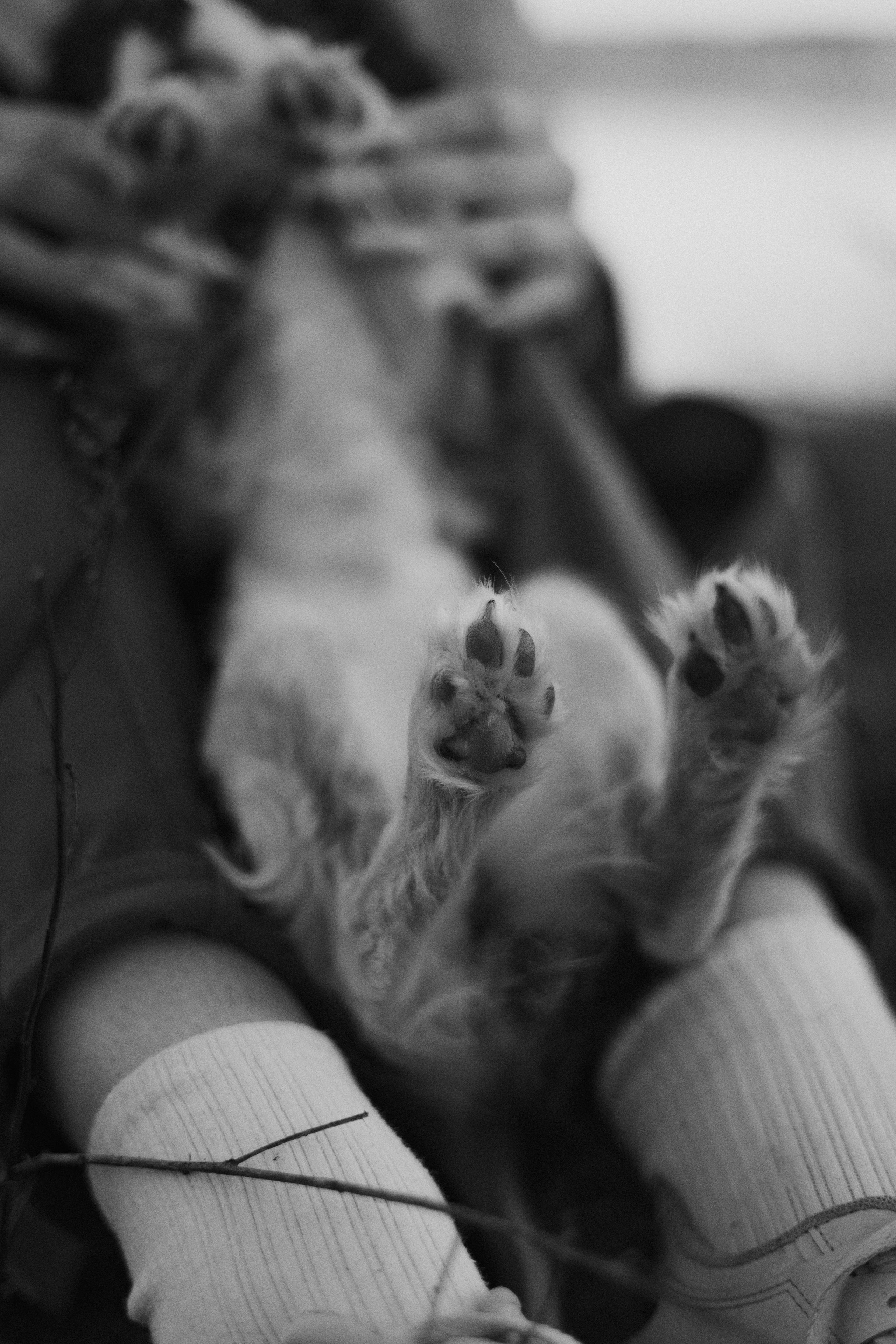 Ангелина и Йен. Фотограф-анималист Богданова Полина