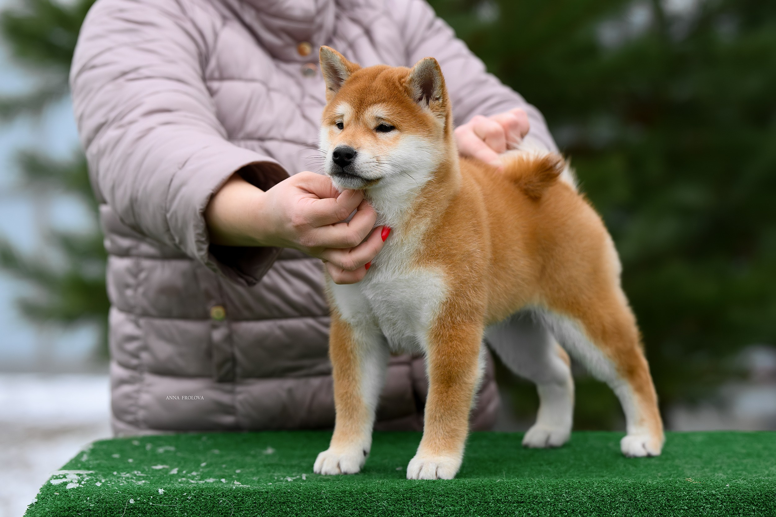 SHIBA. SHIOMARU Shiba and Akita Inu Kennel