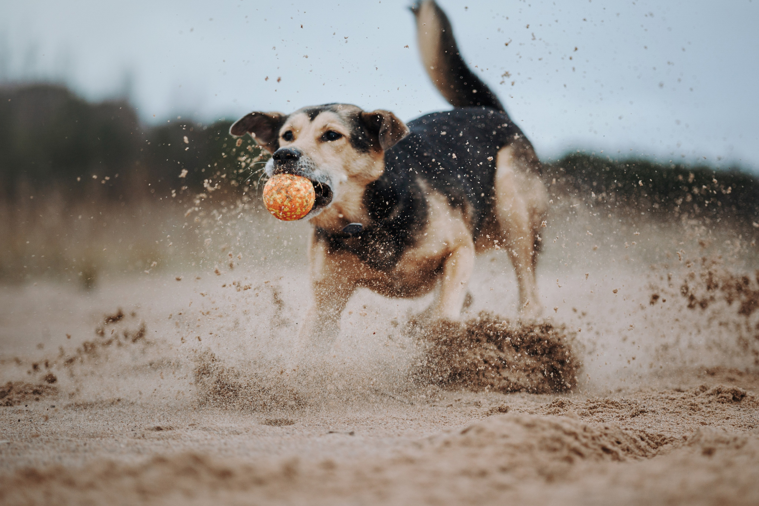 Наталья и Того. Фотограф — Анималист | Санкт-Петербург