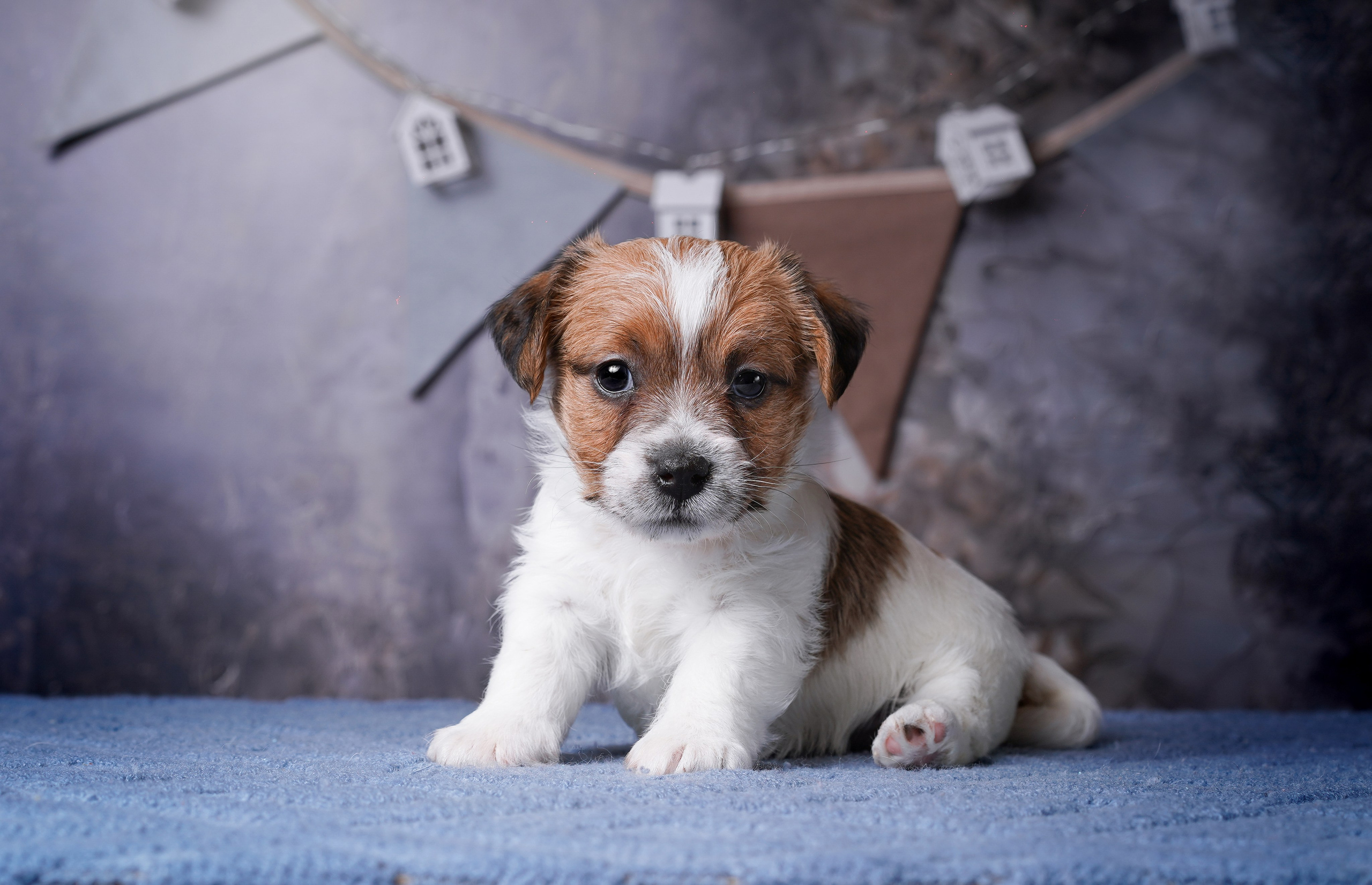 Щенули джек-рассела. Фотограф-анималист в Санкт-Петербурге Яна Мартынова