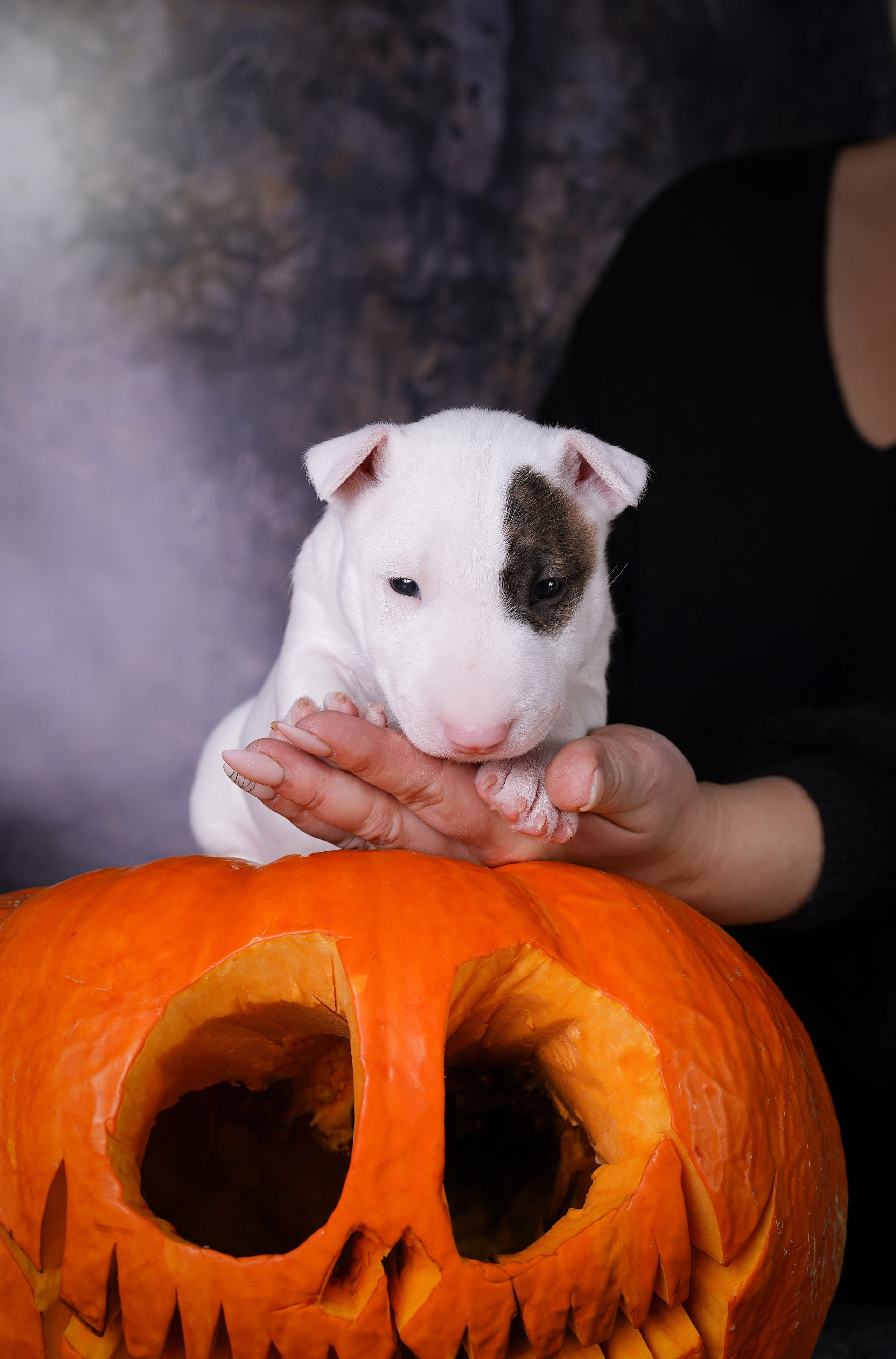 Щенки минибультерьера. Фотограф-анималист в Санкт-Петербурге Яна Мартынова