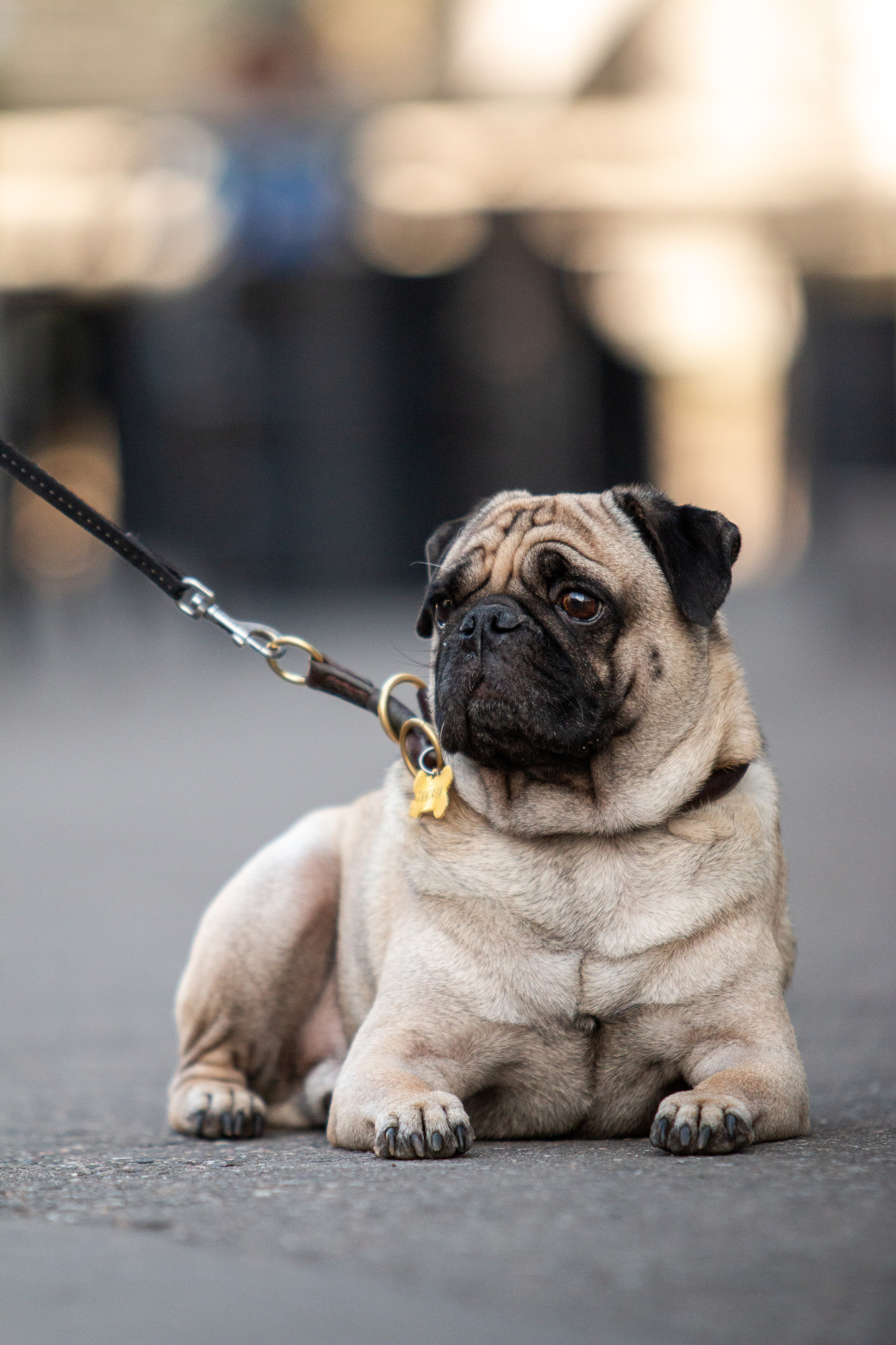 Собаки. Репортажный фотограф в Москве Юрьев Денис
