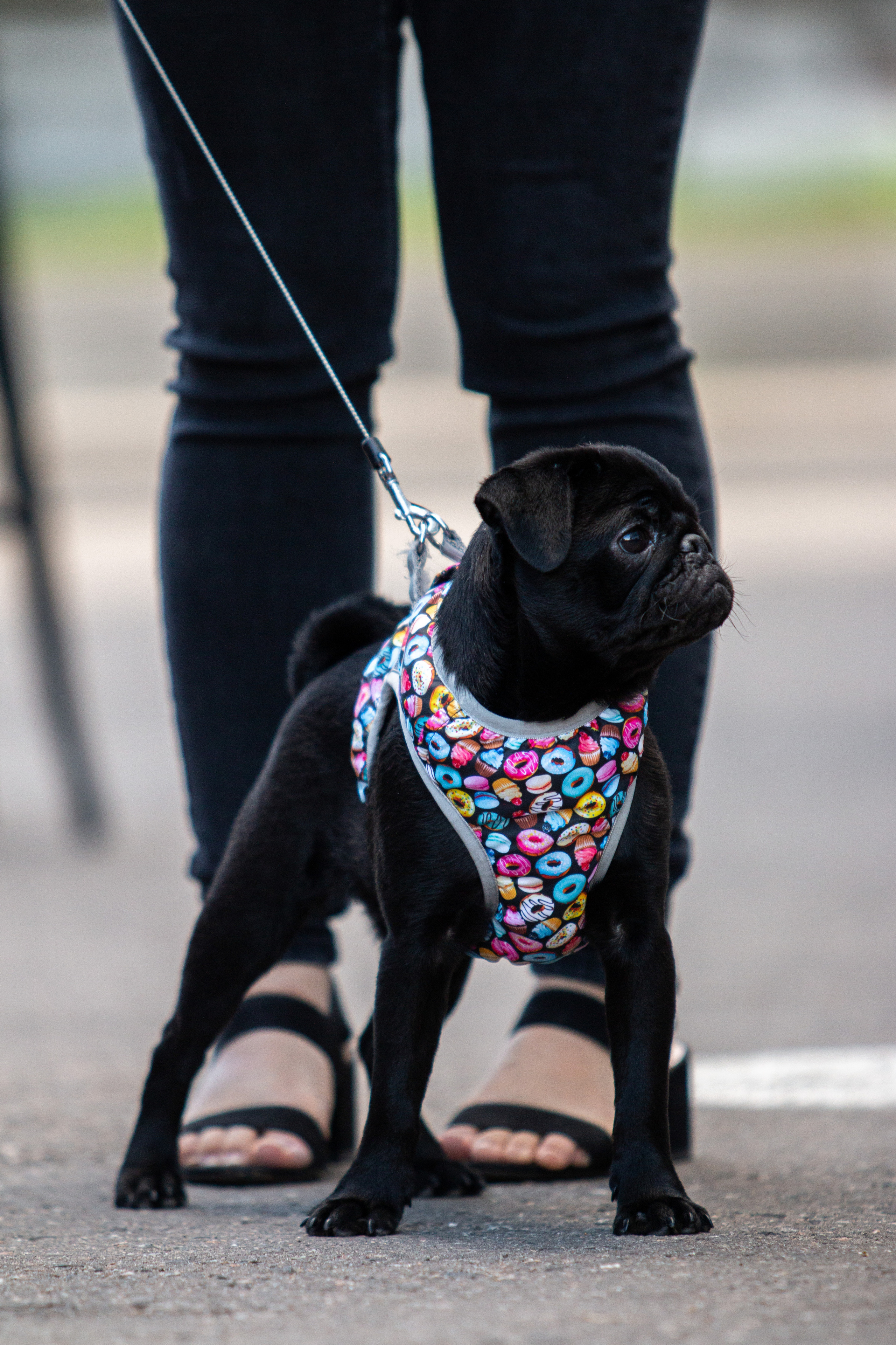 Собаки. Репортажный фотограф в Москве Юрьев Денис