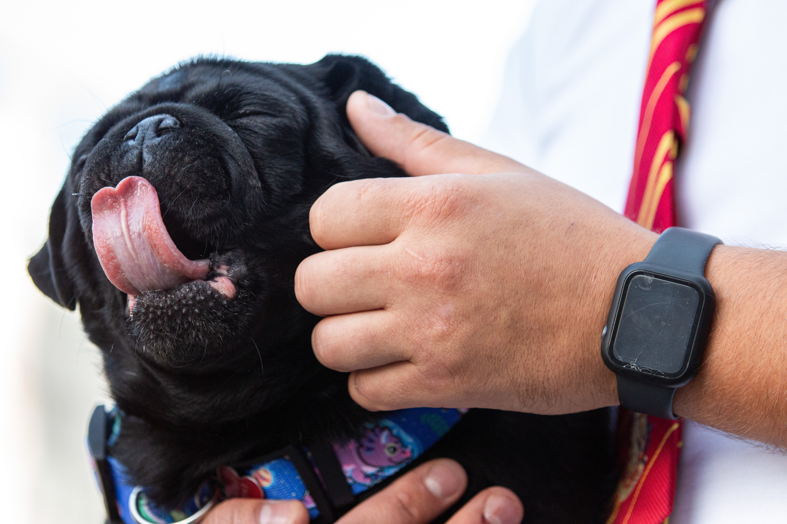 Собаки. Репортажный фотограф в Москве Юрьев Денис