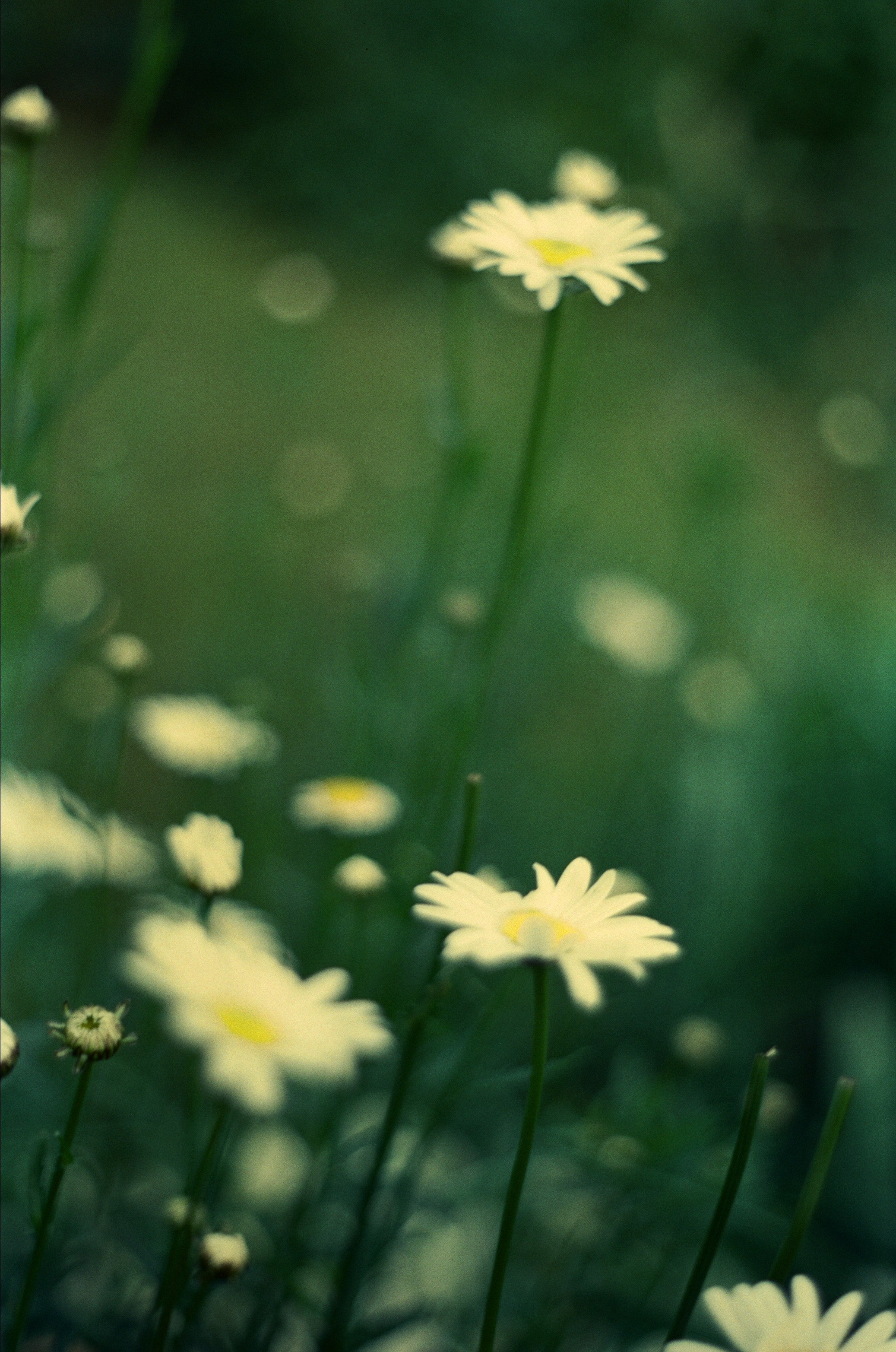Плёночные фотографии. Репортажный фотограф в Москве Юрьев Денис