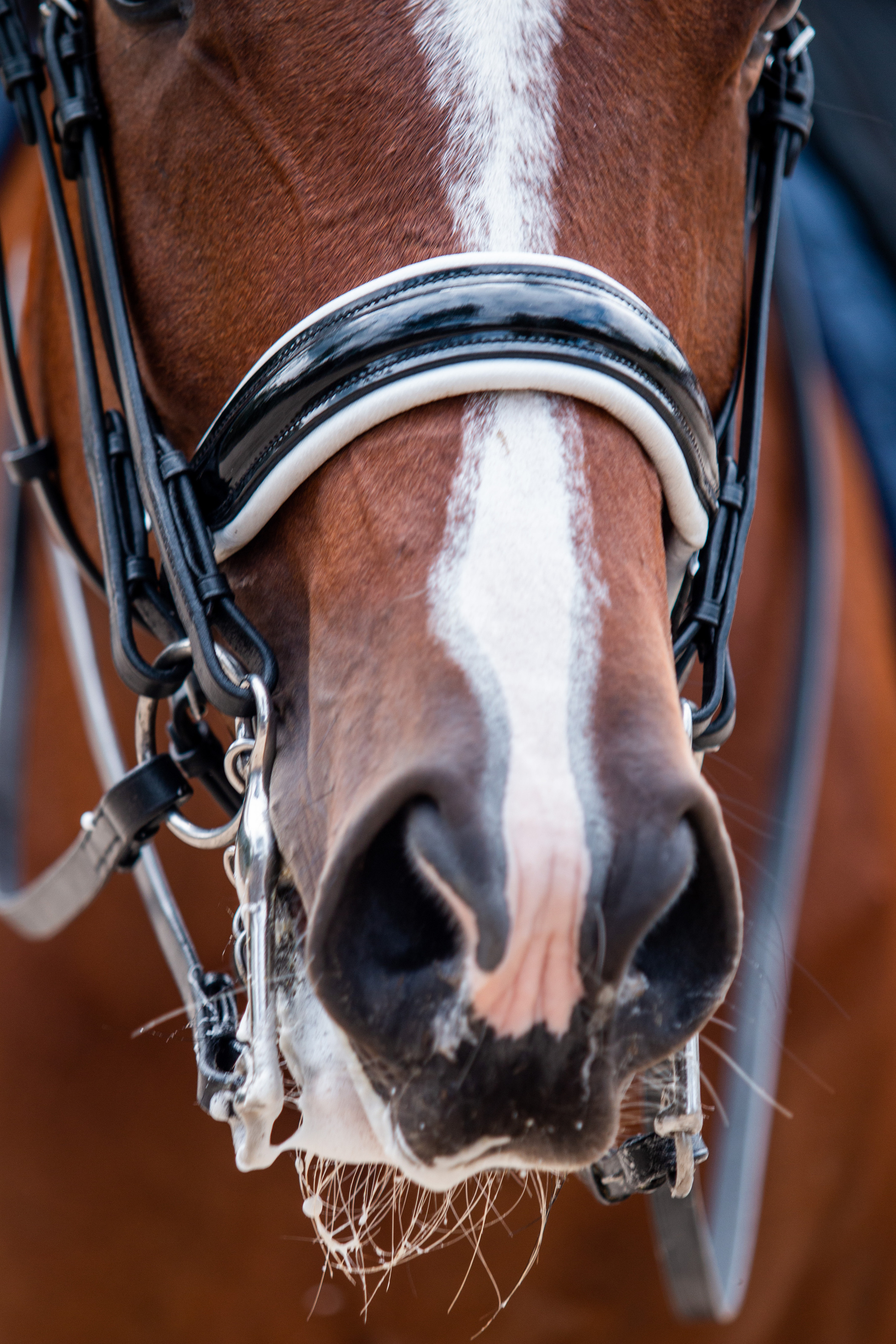 Фотосессии с лошадьми. Репортажный фотограф в Москве Юрьев Денис
