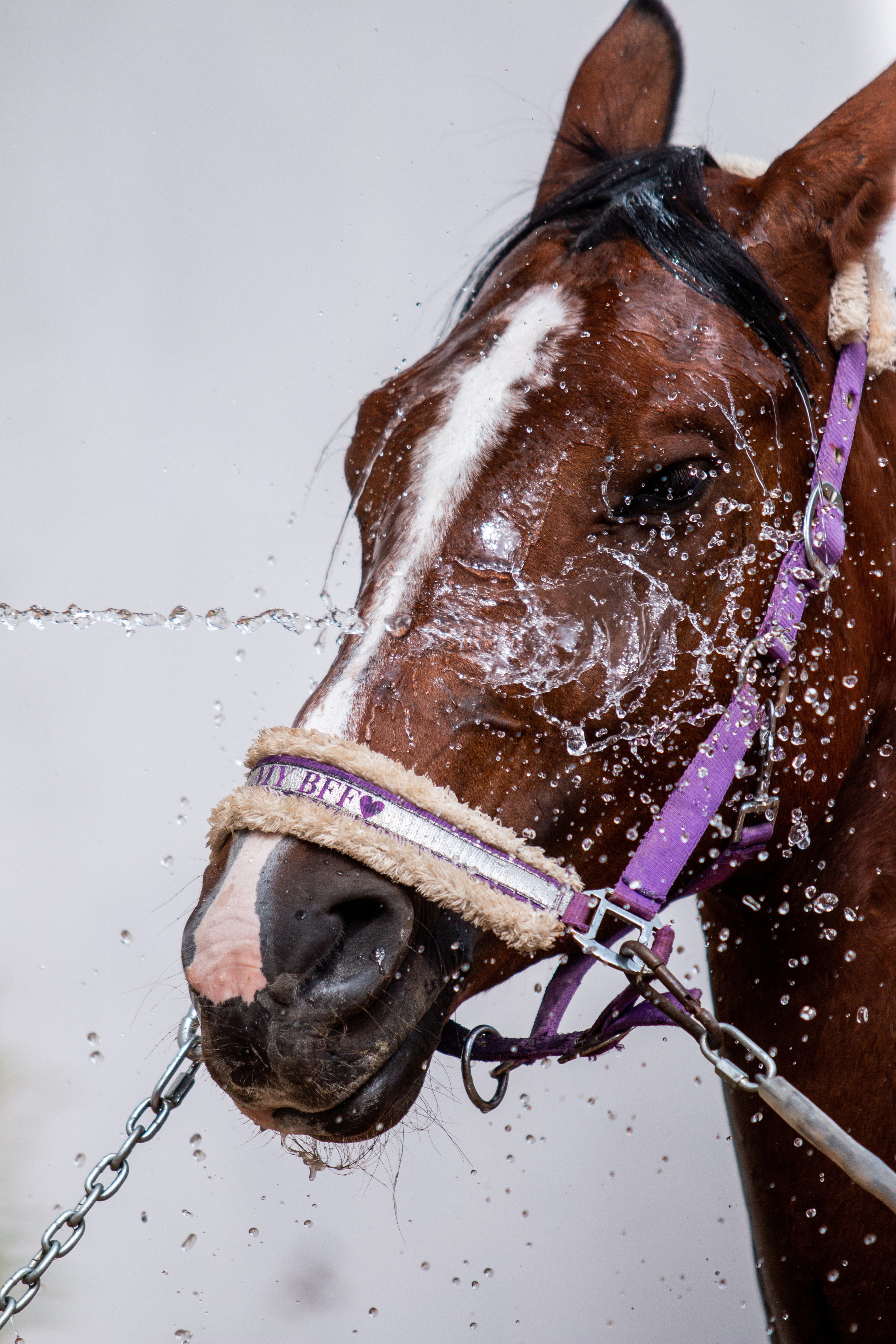Фотосессии с лошадьми. Репортажный фотограф в Москве Юрьев Денис