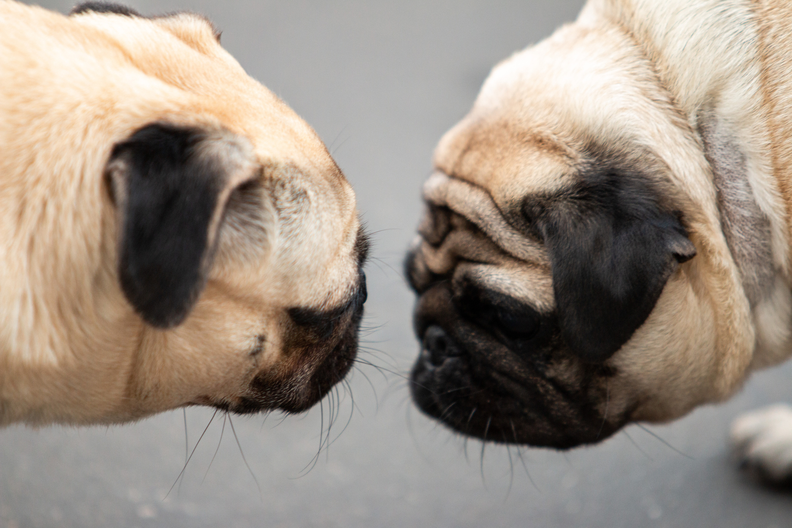 Собаки. Репортажный фотограф в Москве Юрьев Денис