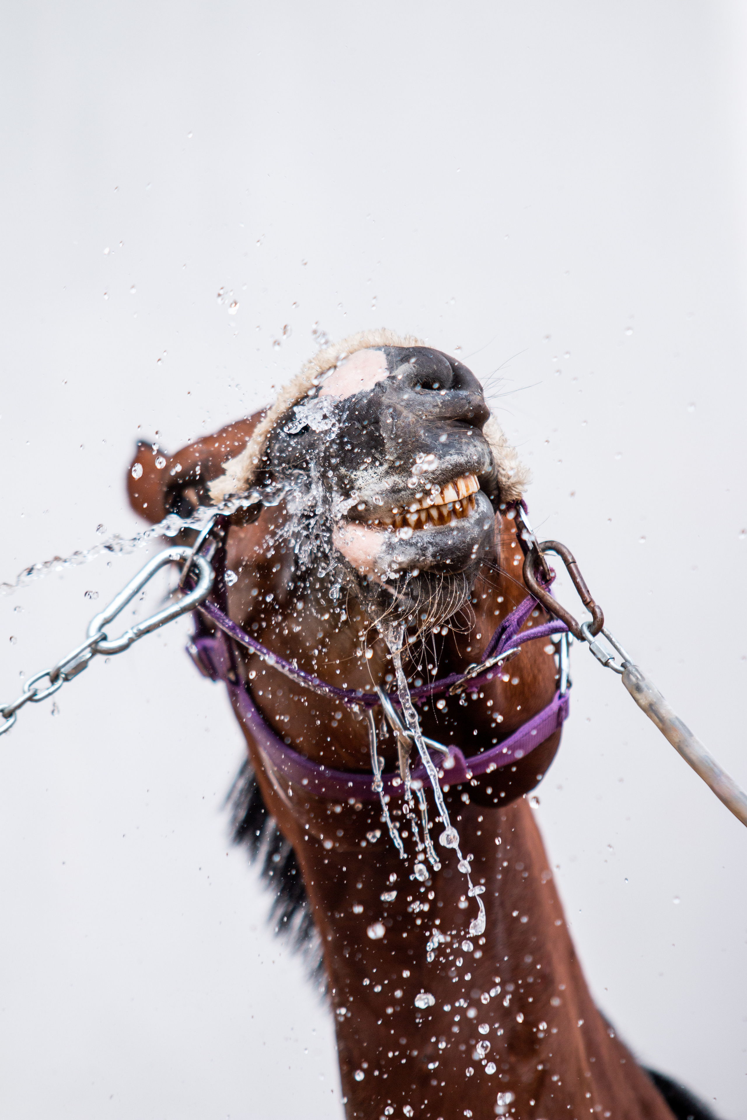 Фотосессии с лошадьми. Репортажный фотограф в Москве Юрьев Денис